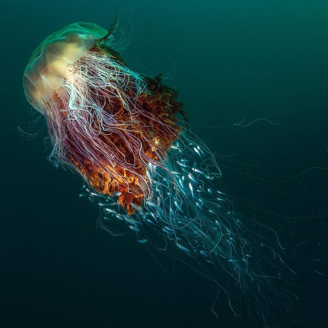Account Suspended. Lion's mane jellyfish, Lion mane, Amazing jellyfish