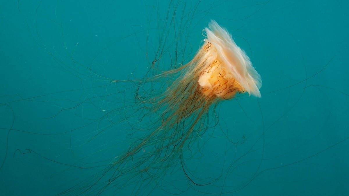 Jellyfish larger than blue whales?