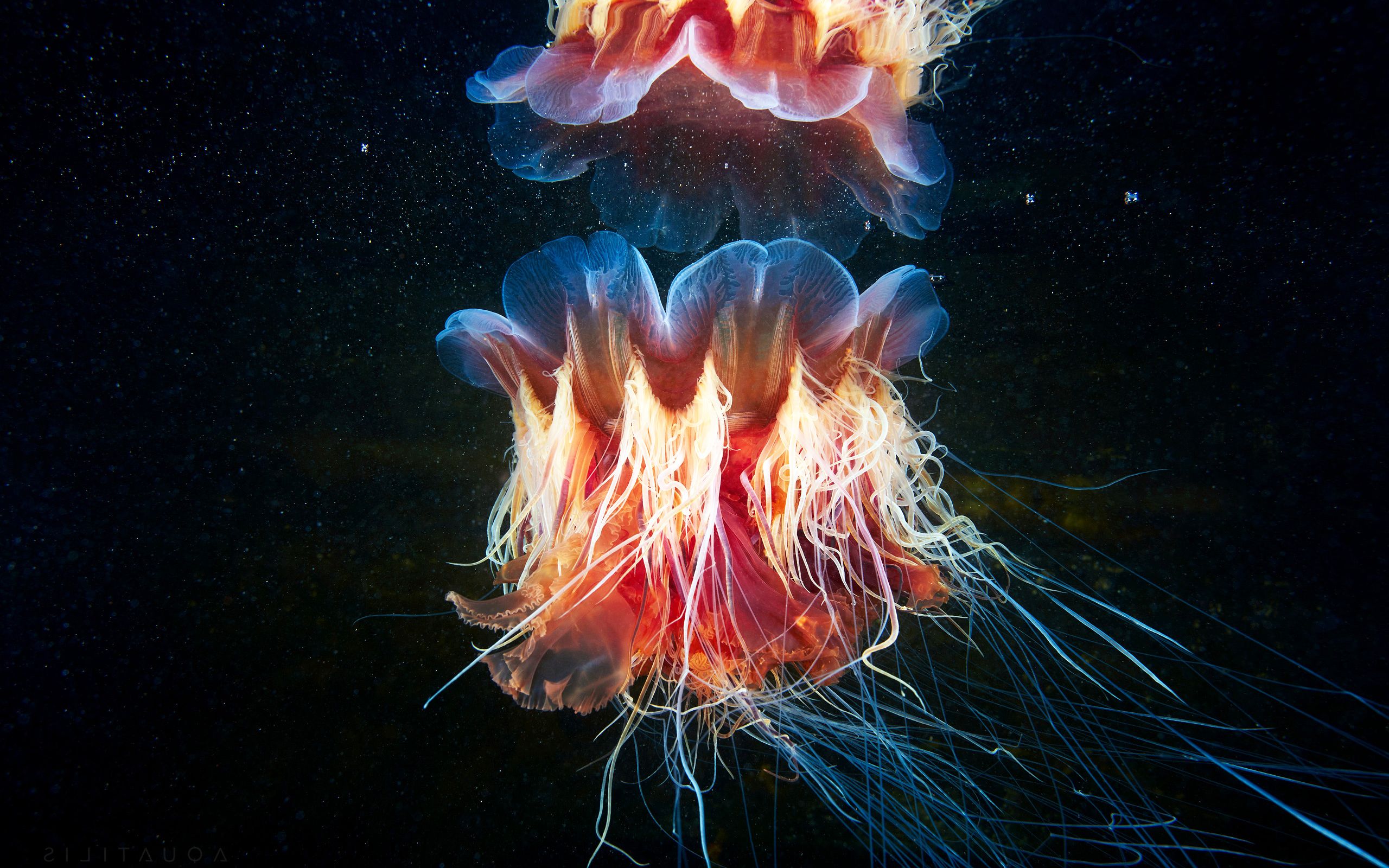 Lions mane Jellyfish Wallpaper. Full HD Picture