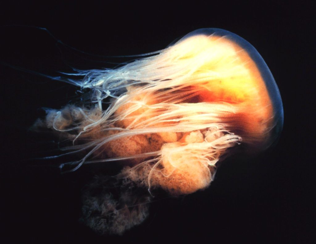 Careful now! This is your easy Jellyfish Identification Guide