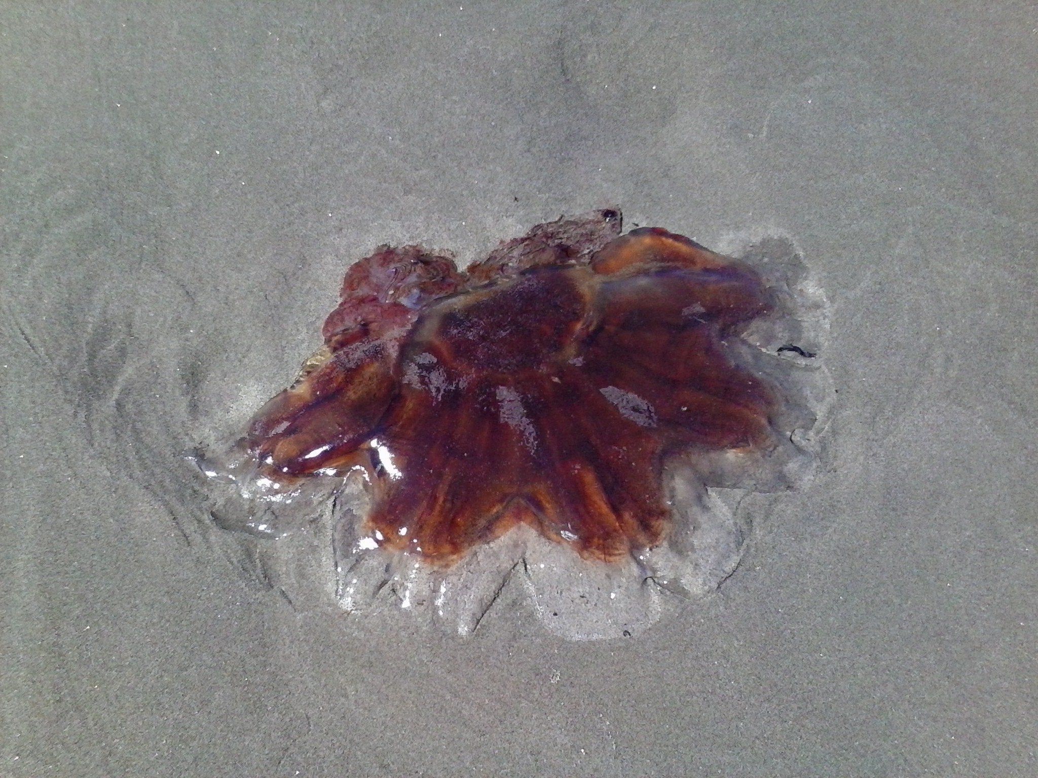 Lions Mane jellyfish, about 15 were washed ashore on Rockaway beach Or, that I could see. Looks like they washed up in the last few days