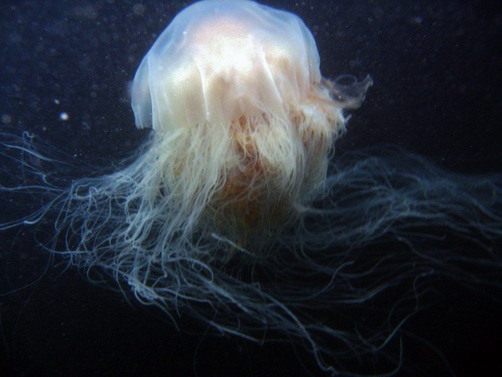 Lion's Mane Jelly. A large Lion's Mane Jellyfish. I saw som