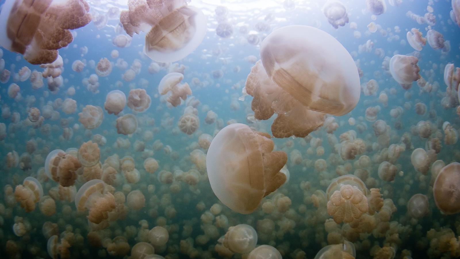 Jellyfish are stepping up their ocean invasions—and humans are helping them
