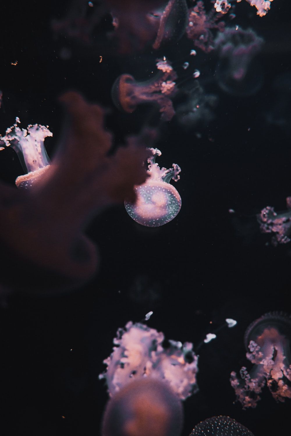 Pink Jellyfish Picture. Download Free Image