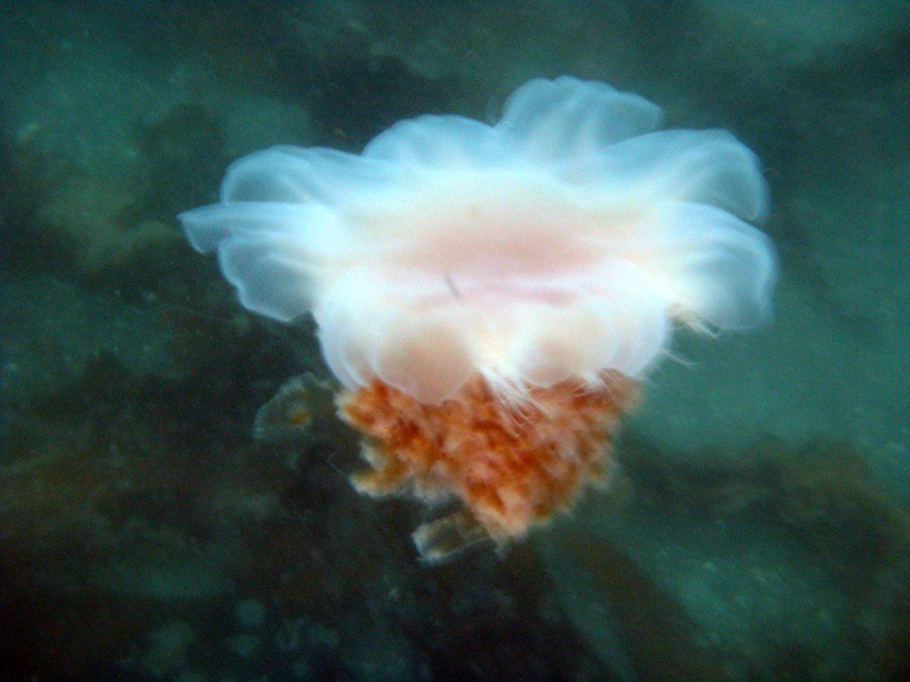 Lion's Mane Jellyfish. A fully extended Lion's Mane Jellyfi