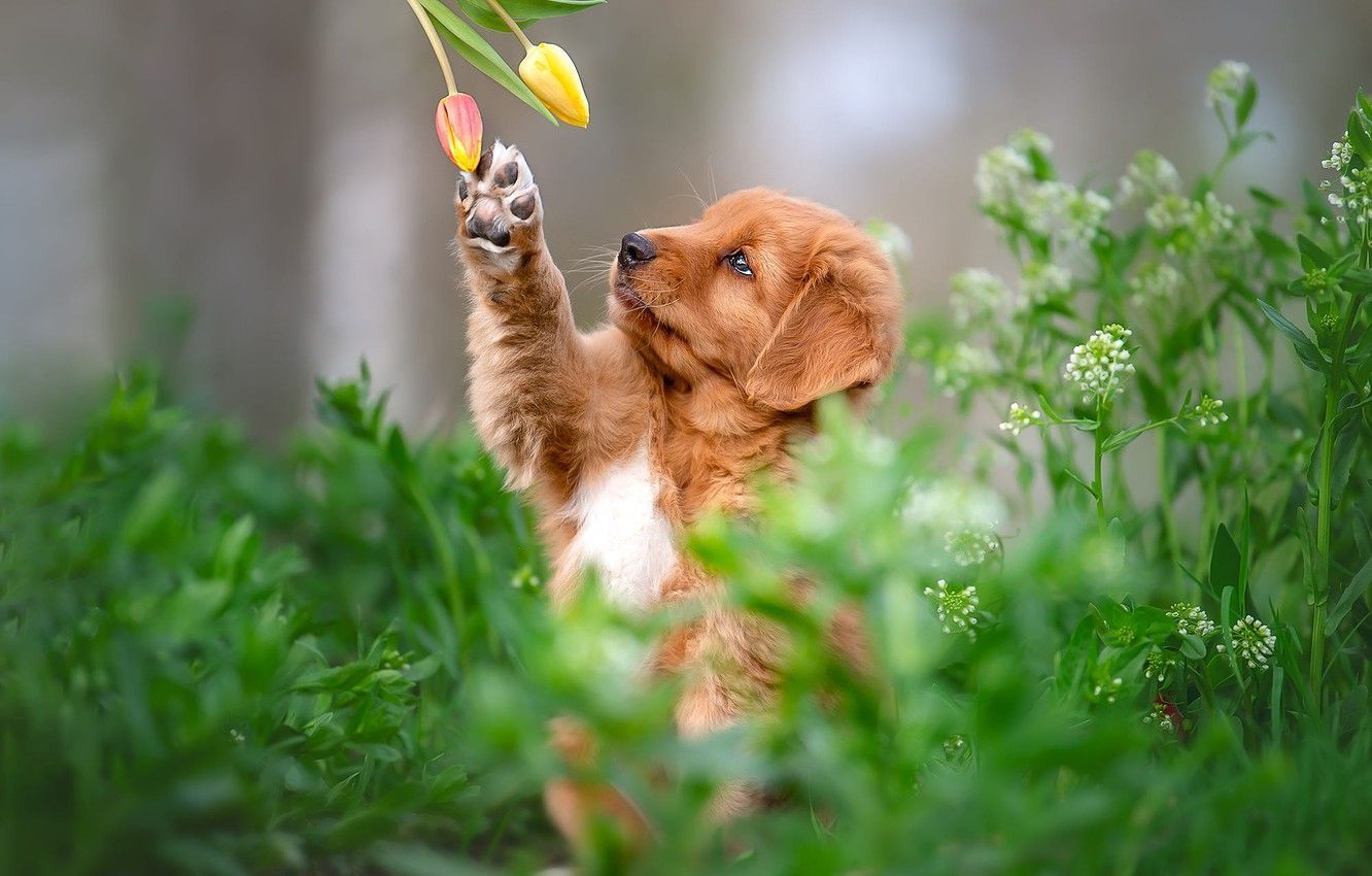 Spring Dogs Wallpaper Free Spring Dogs Background