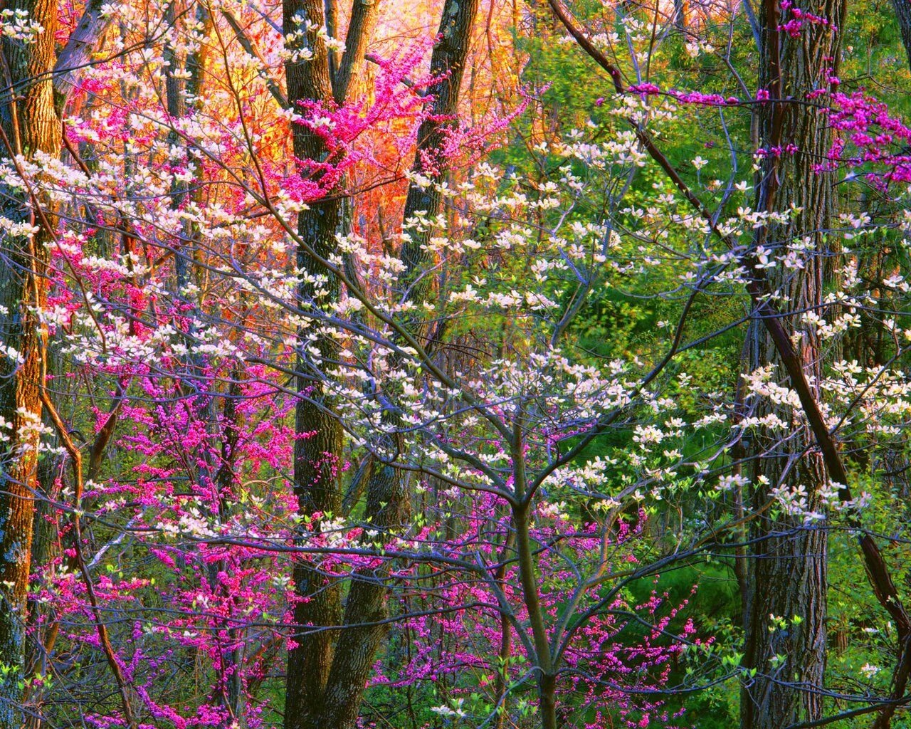 Spring Forest Trees 1280x1024 Resolution HD 4k Wallpaper, Image, Background, Photo and Picture