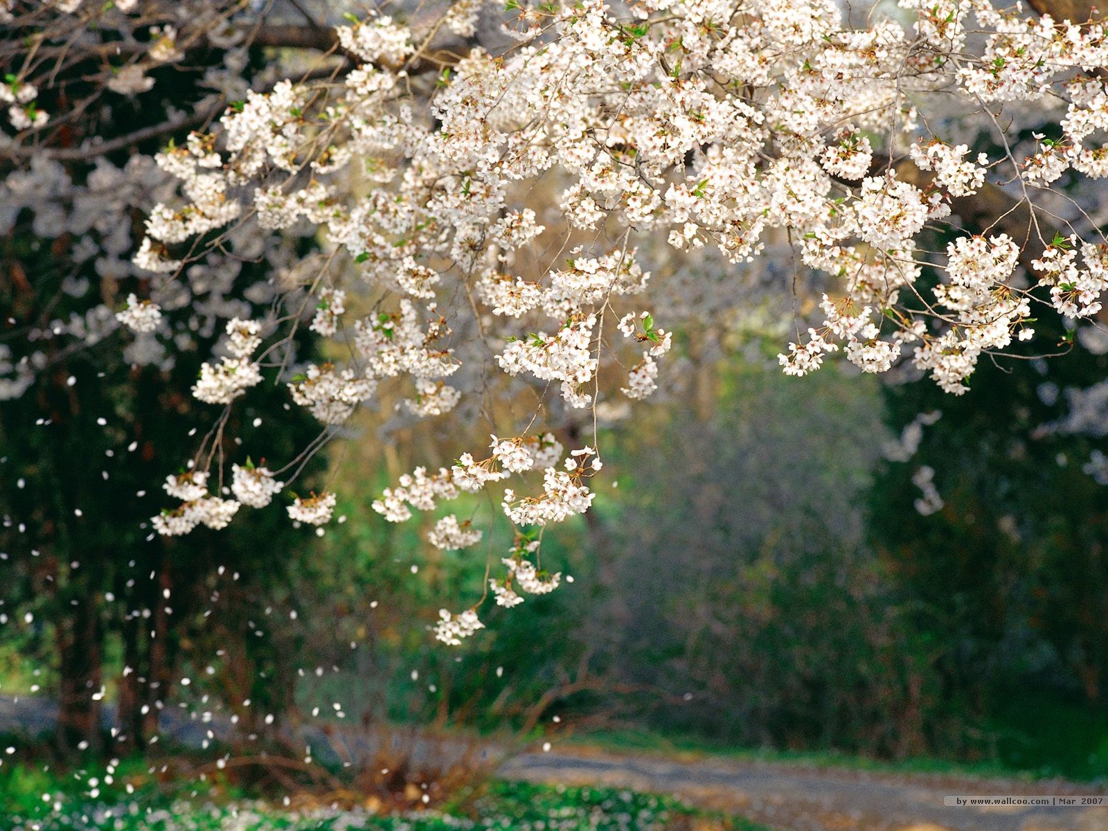 Flowers in Warm Spring, Spring Wild Flowers, Flower Photography 1600x1200 Wallpaper 12