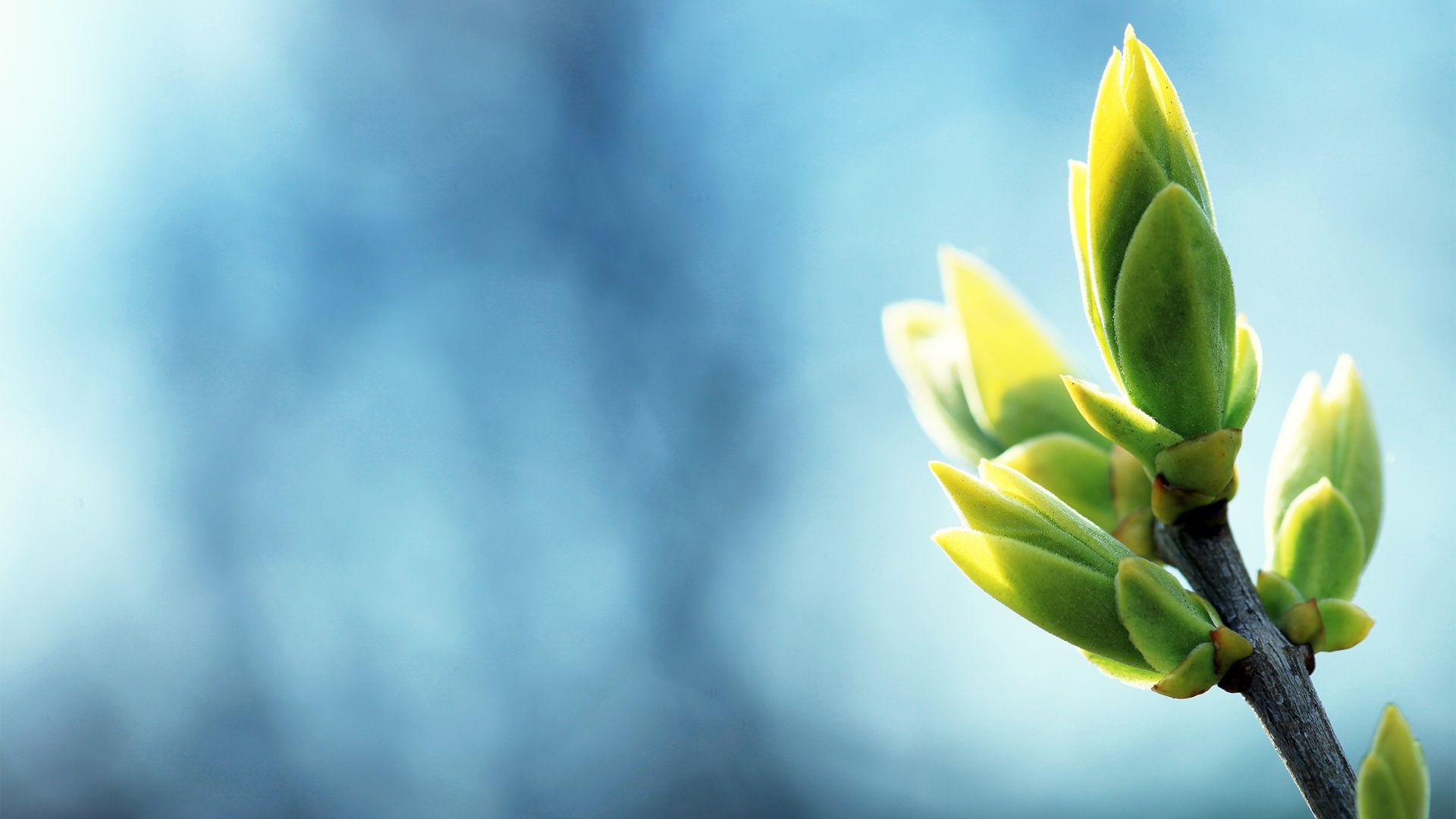 Wallpaper Warm spring green shoots photography 1920x1200 HD Picture, Image