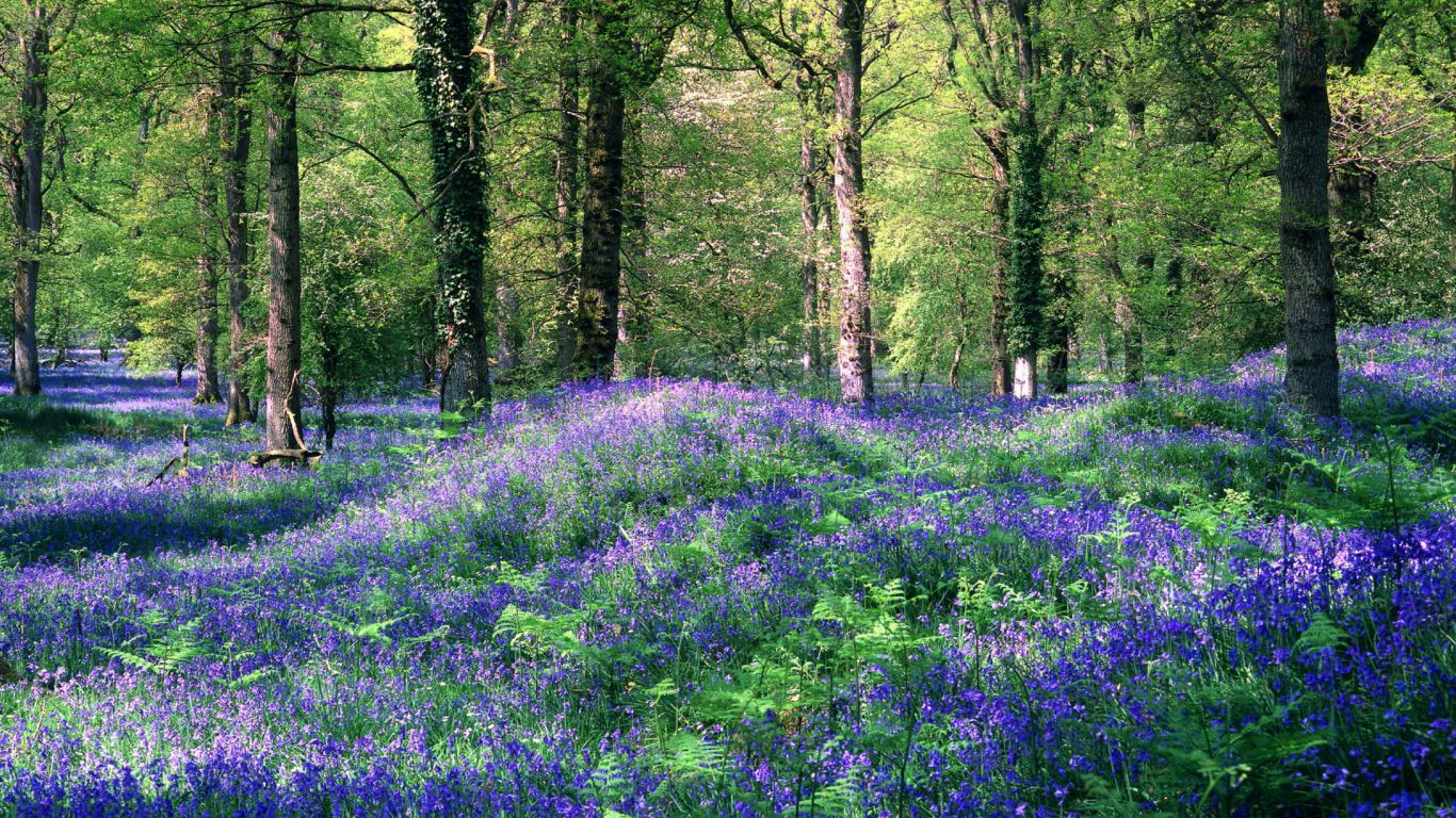 HQ 1366x768 Resolution Spring Forest