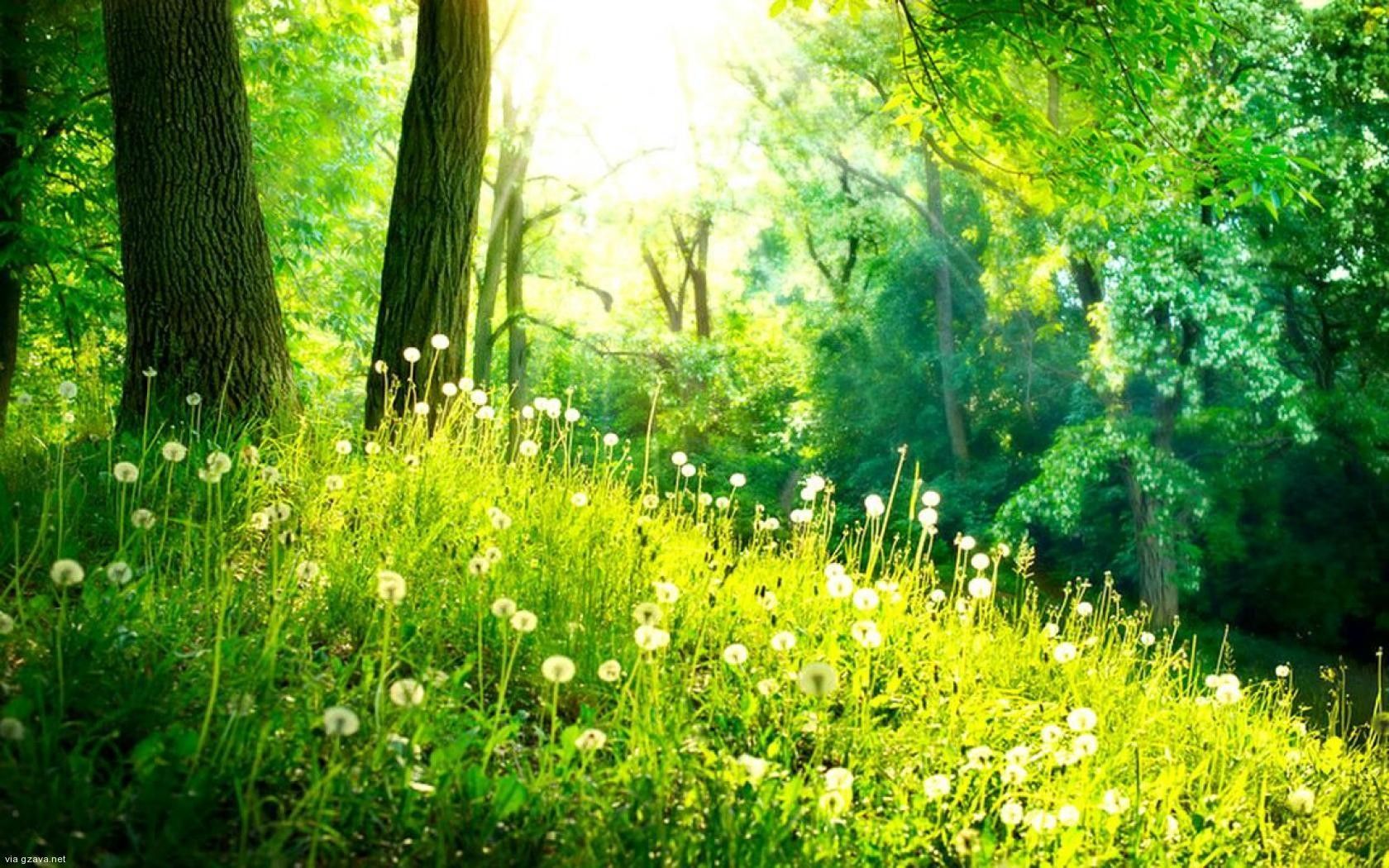 HD Spring Forest Wallpapers - Wallpaper Cave