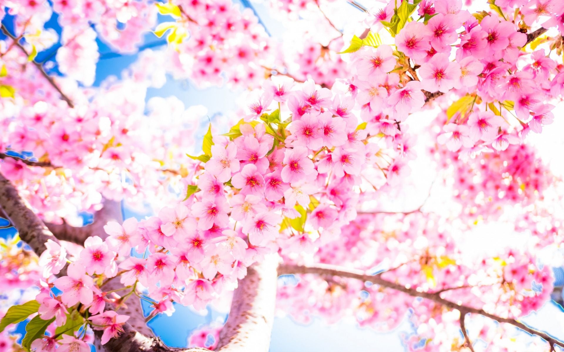 Download wallpaper sakura, cherry blossoms, blue sky, warm, spring, branches of cherry, pink flowers for desktop with resolution 1920x1200. High Quality HD picture wallpaper