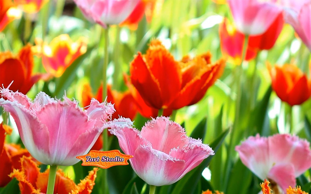 Fascinating Flowering Tulips screensaver & animated desktop wallpaper spring Sun fill your soul with harmony