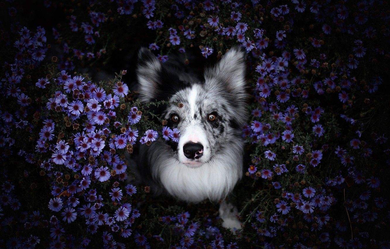 Wallpaper summer, look, face, flowers, nature, the dark background, portrait, dog, purple, view, the border collie image for desktop, section собаки