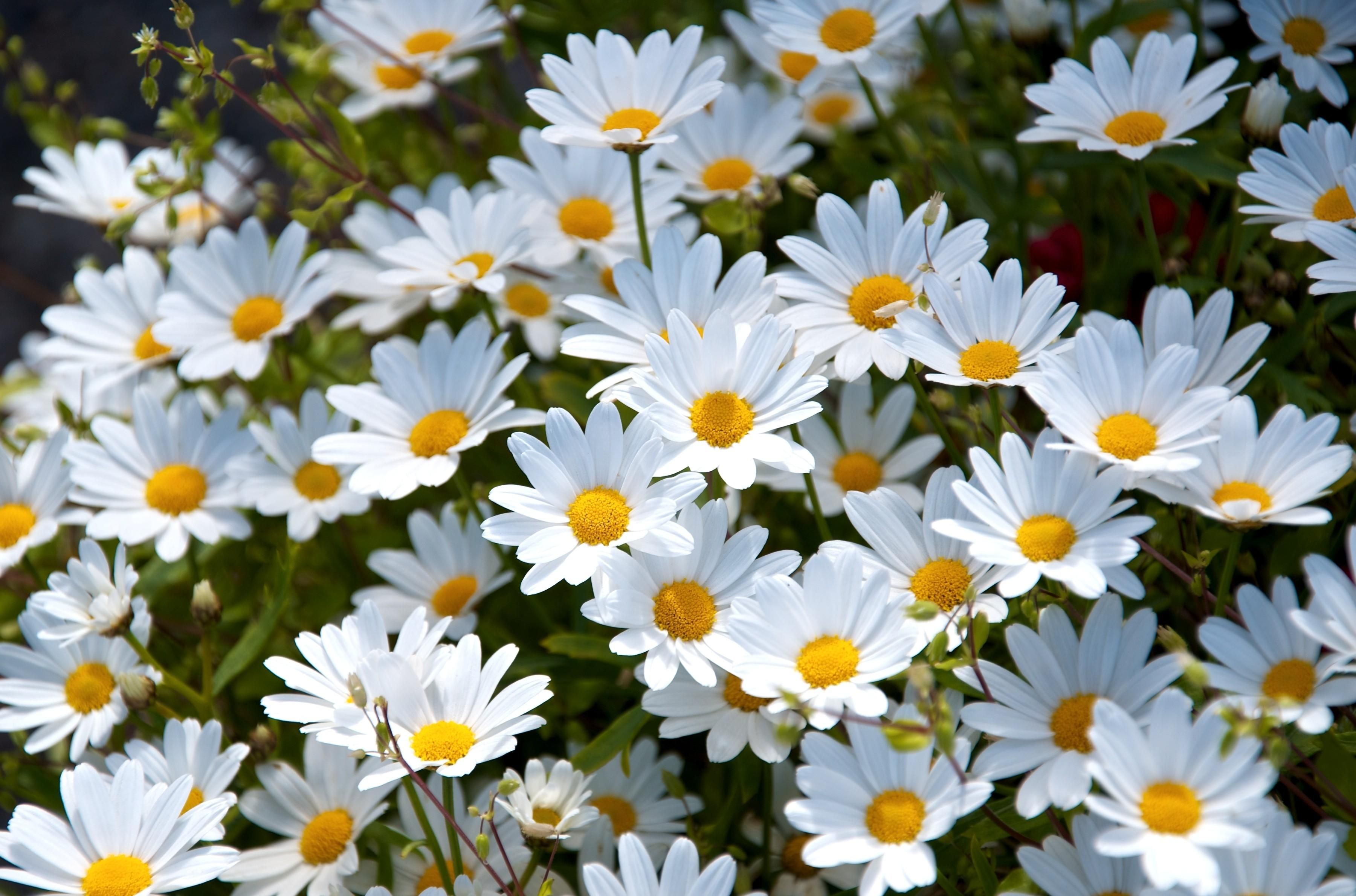 Wallpaper, daisies, white, meadow, summer, mood 3600x2380