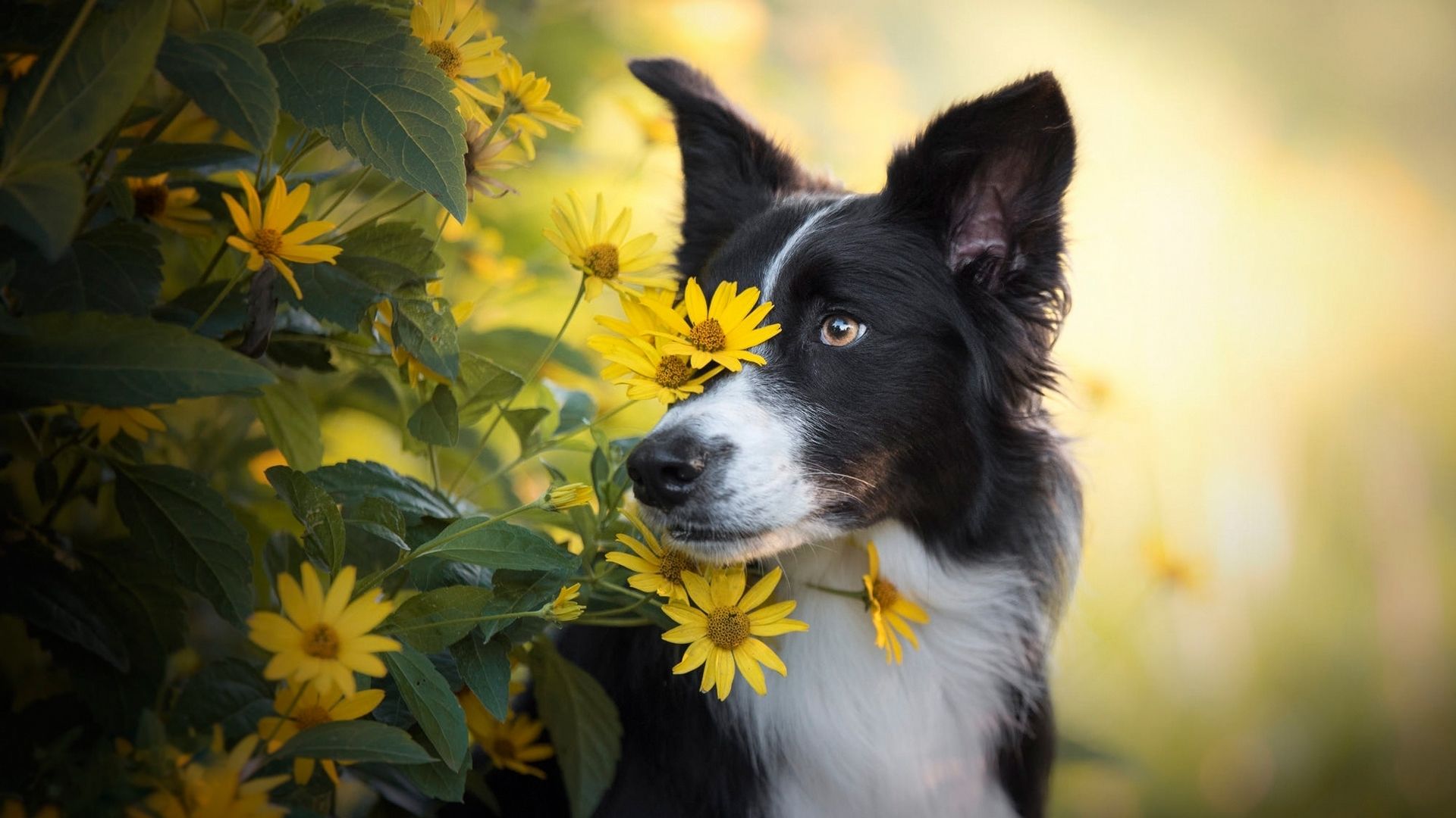 vara, border collie, caine, flower, summer, yellow, dog, animal