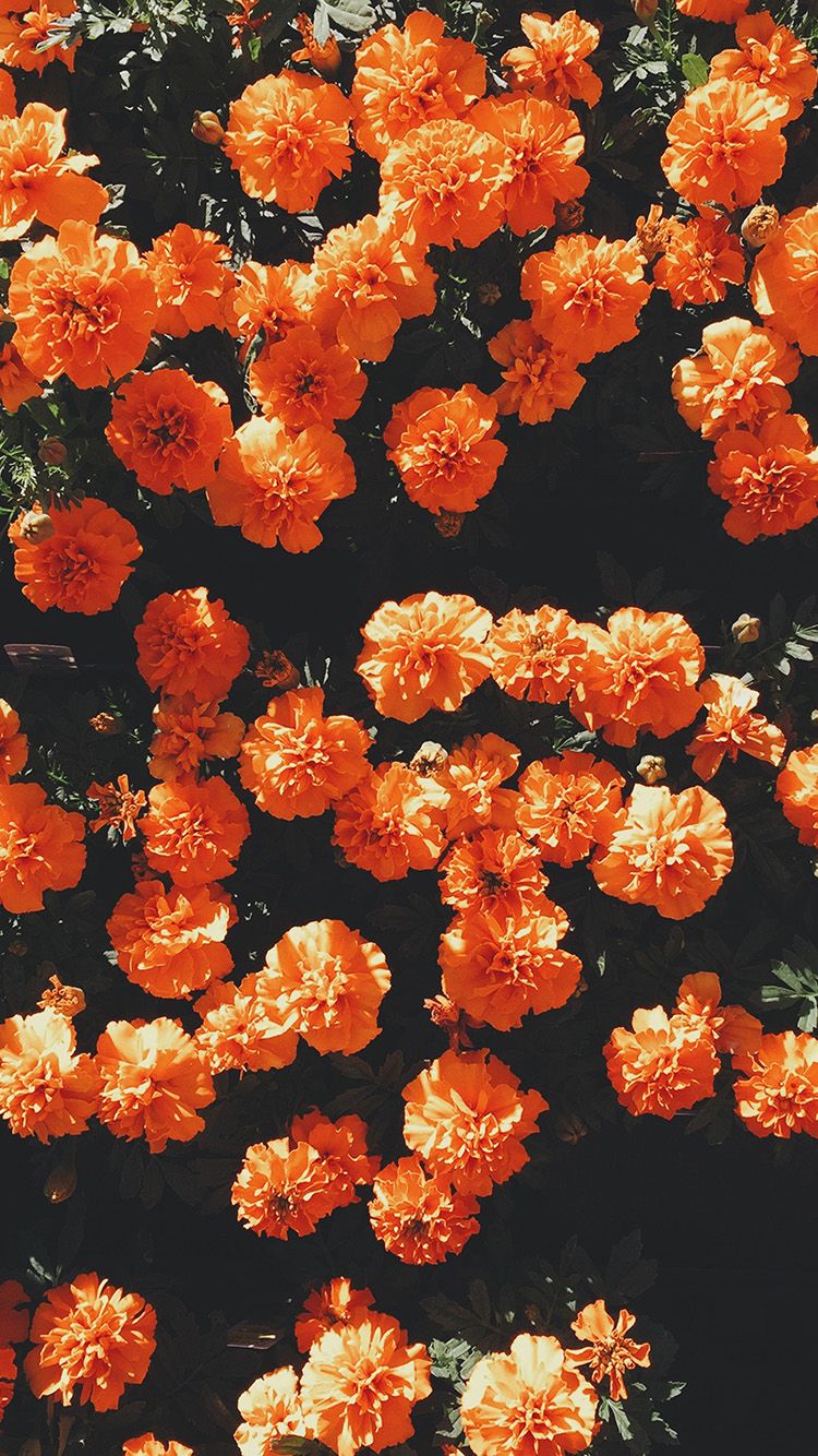 iPhone Wallpaper Summer Flowers