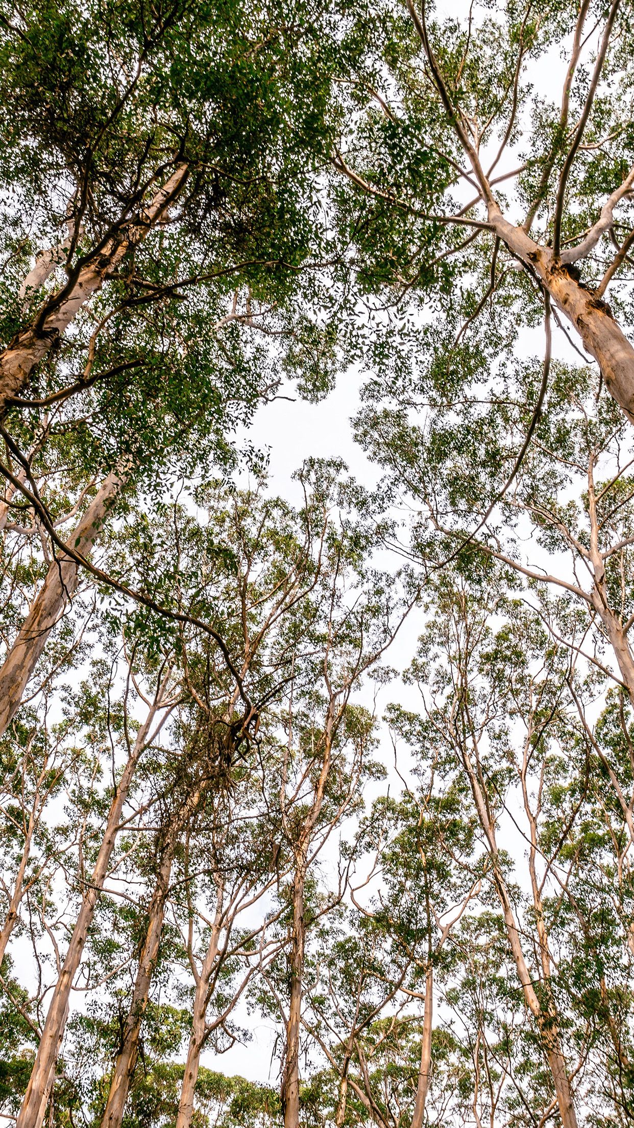 Wood mountain green summer nature Download Free Wallpaper for iPhone 6