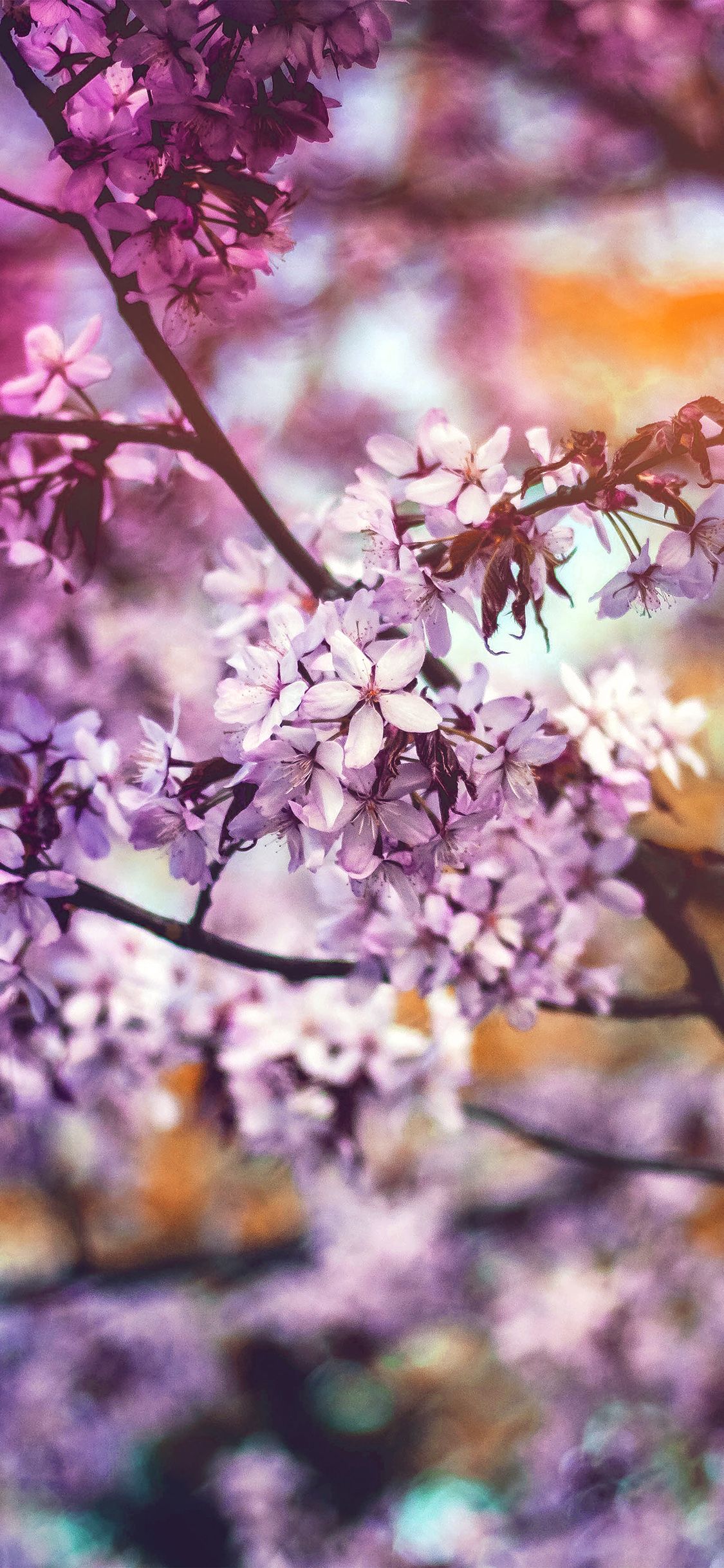 iPhone X wallpaper. flower pink blue nature bokeh tree spring rainbow flare