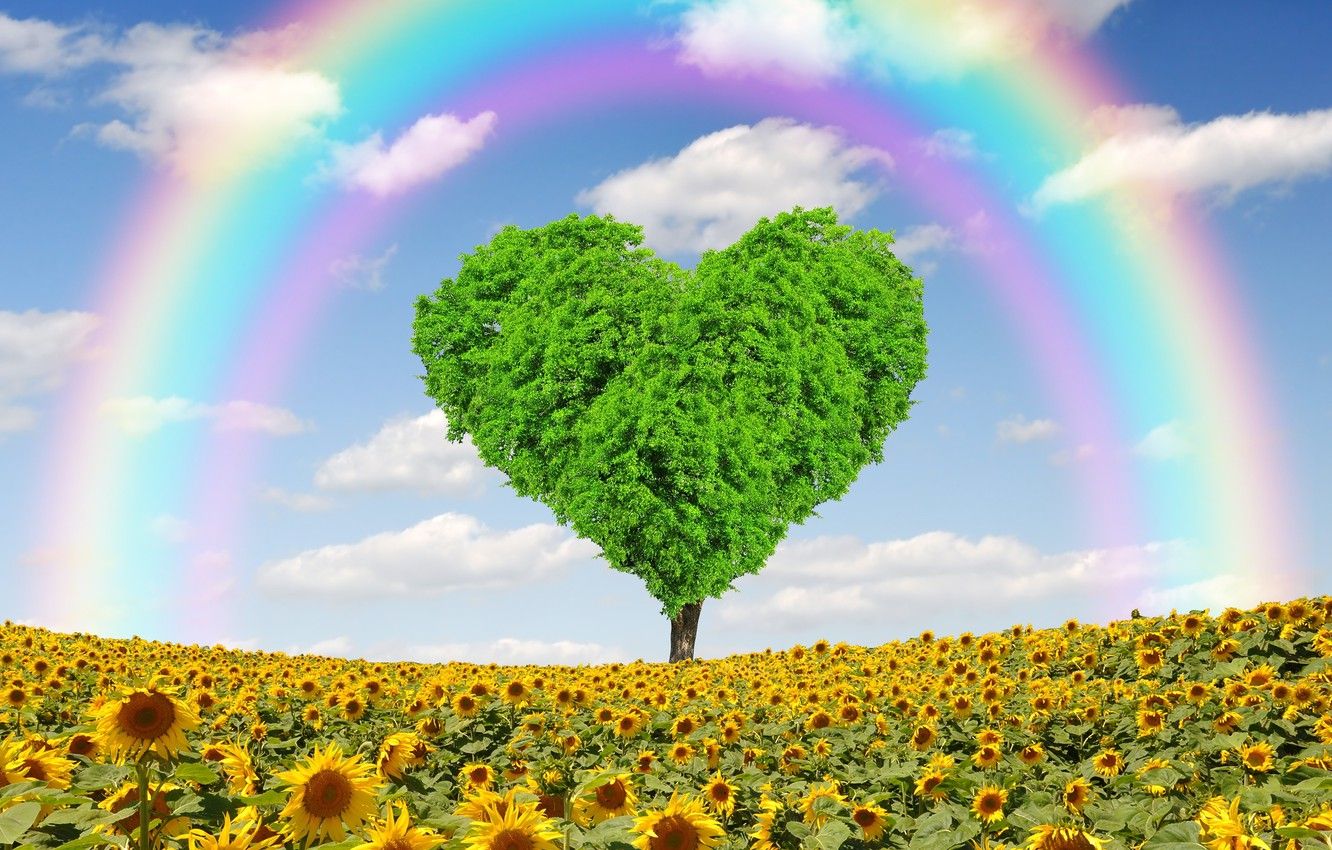Wallpaper field, sunflowers, tree, heart, spring, rainbow, love, field, heart, tree, spring, meadow image for desktop, section природа