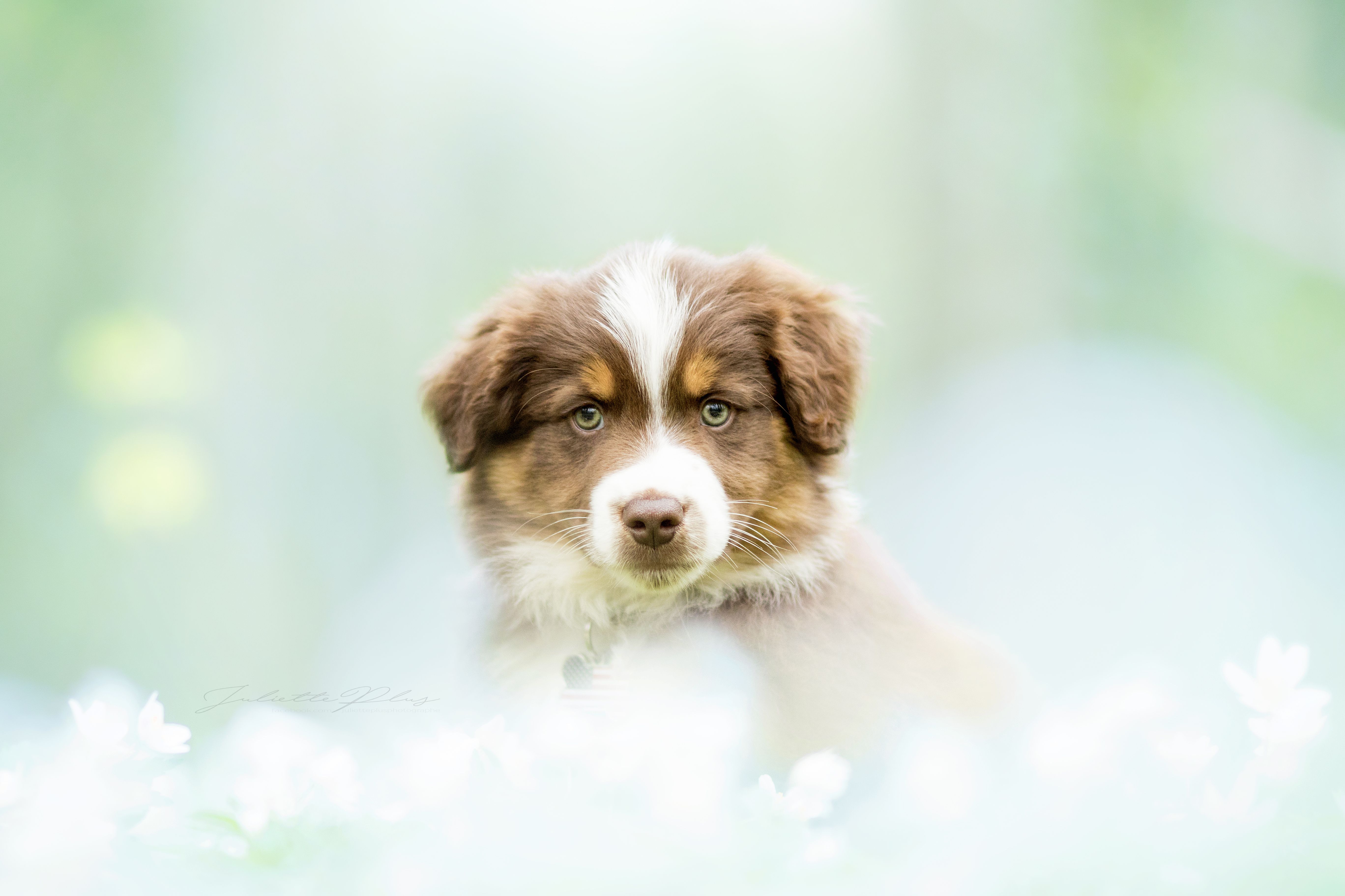 Wallpaper, flowers, Canon, bokeh, spring, Australian Shepherd, explore, puppy, chien, aussie, printemps, vertebrate, dog like mammal, dog breed, kooikerhondje, miniature australian shepherd, chiot 5472x3648