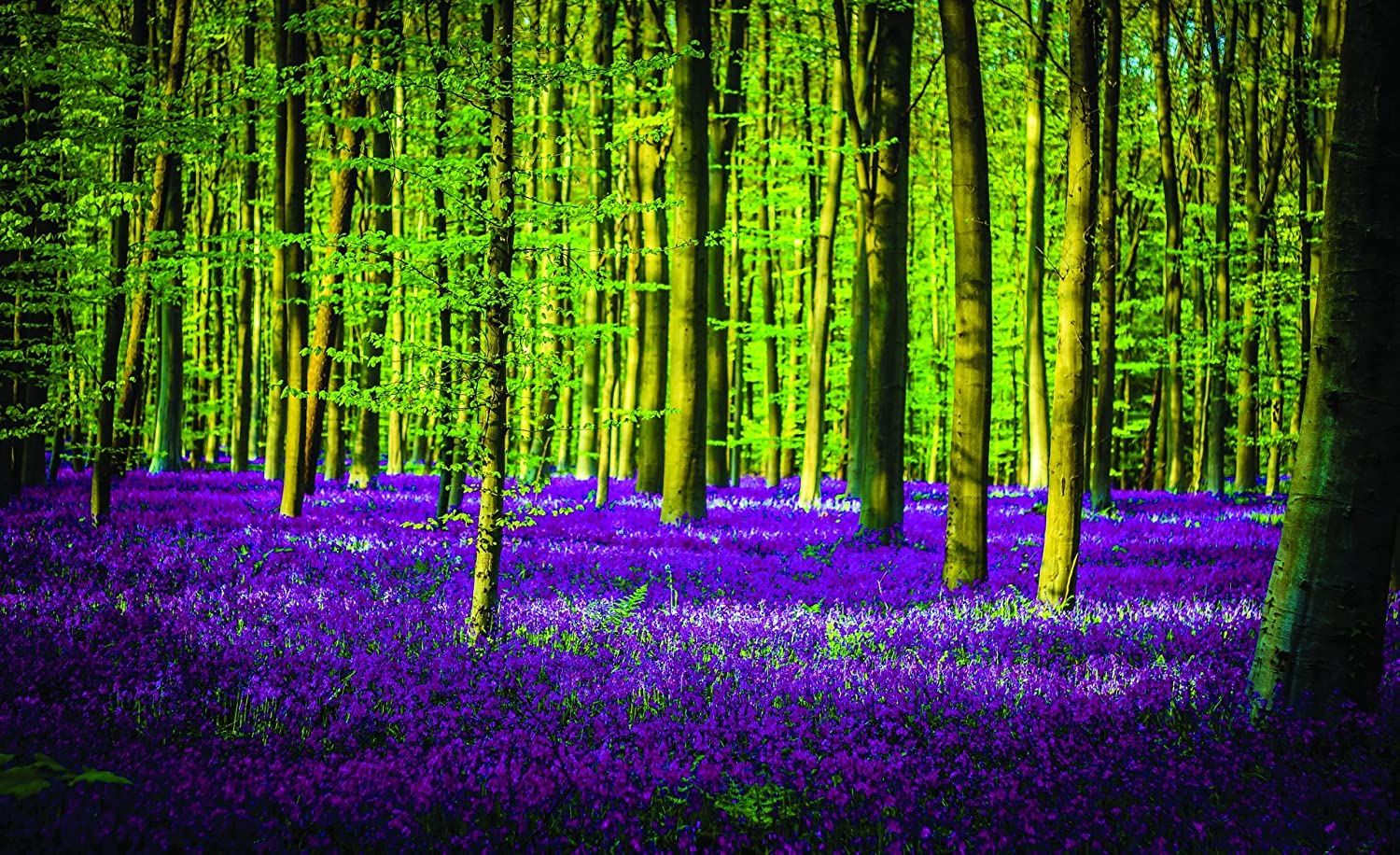 Spring Forest Wood with Bluebells Wallpaper Mural