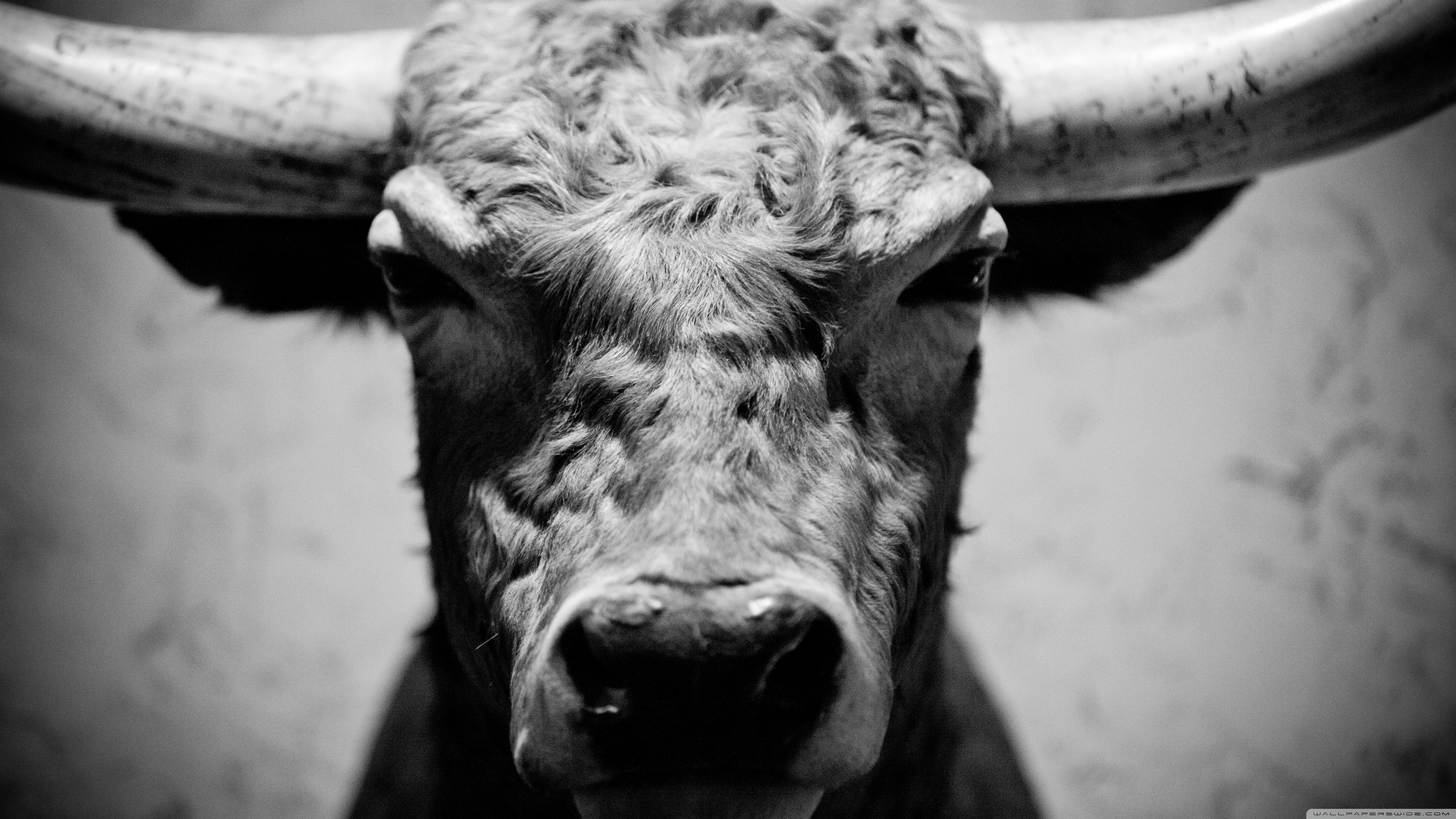 Bull Wallpaper