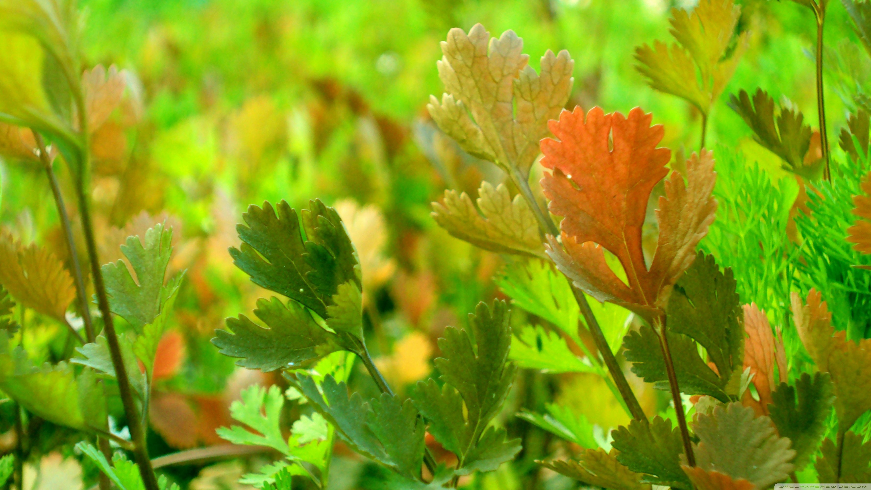 HD wallpaper: green leaf in selective focus photography, real coriander,  kitchen herb | Wallpaper Flare