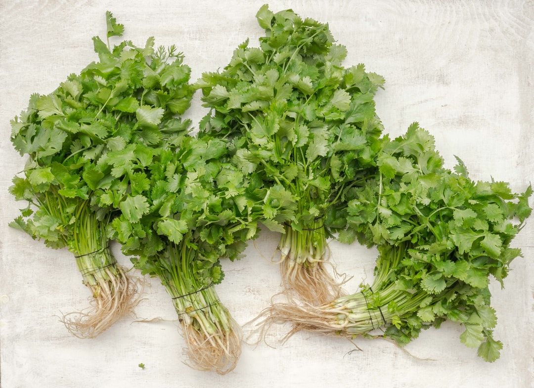 Coriander Leaves Picture. Download Free Image