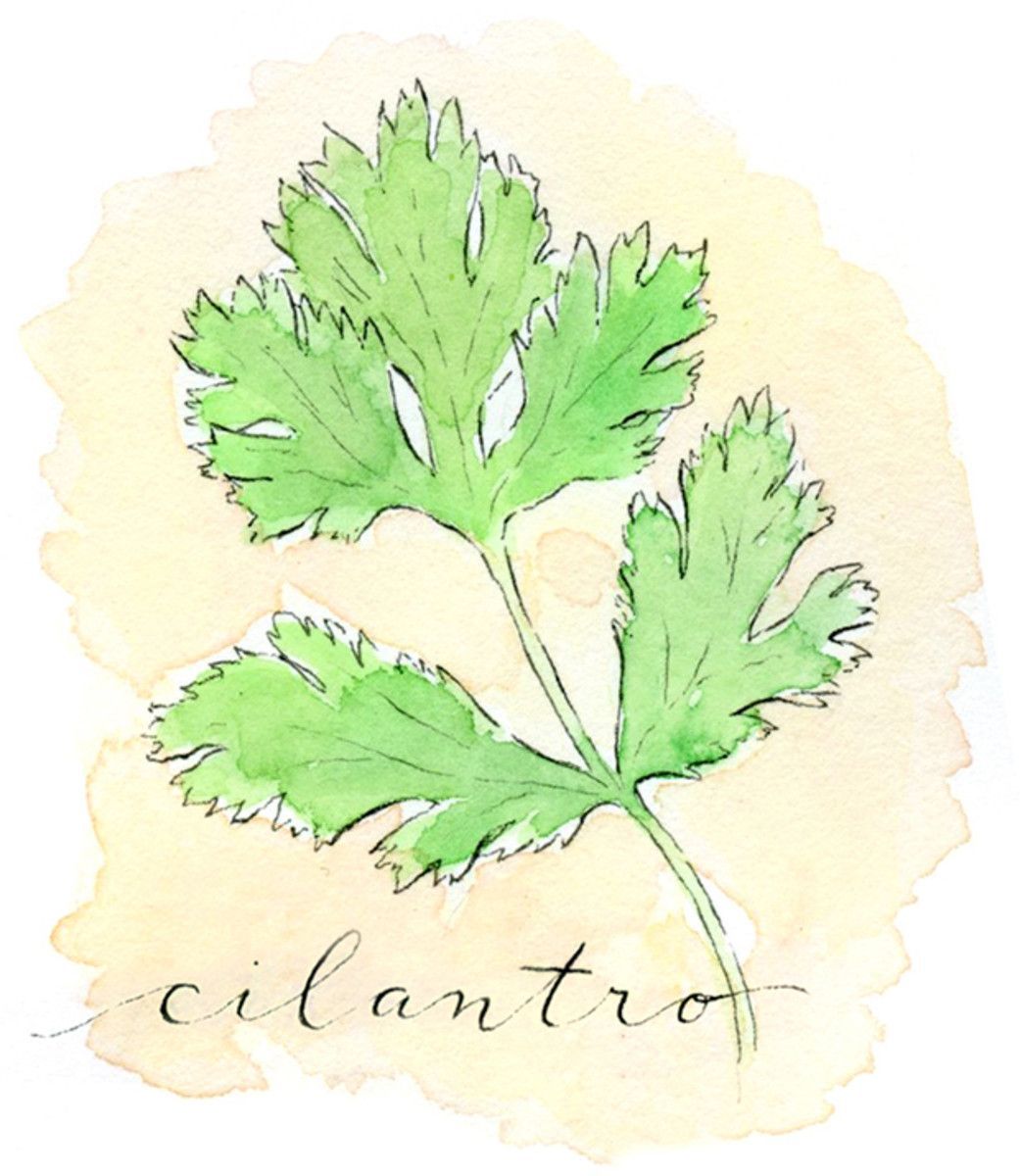 Easy To Grow Herbs For Fresh Spring Cocktails. Spring Cocktails, Vegetable Drawing, Growing Herbs