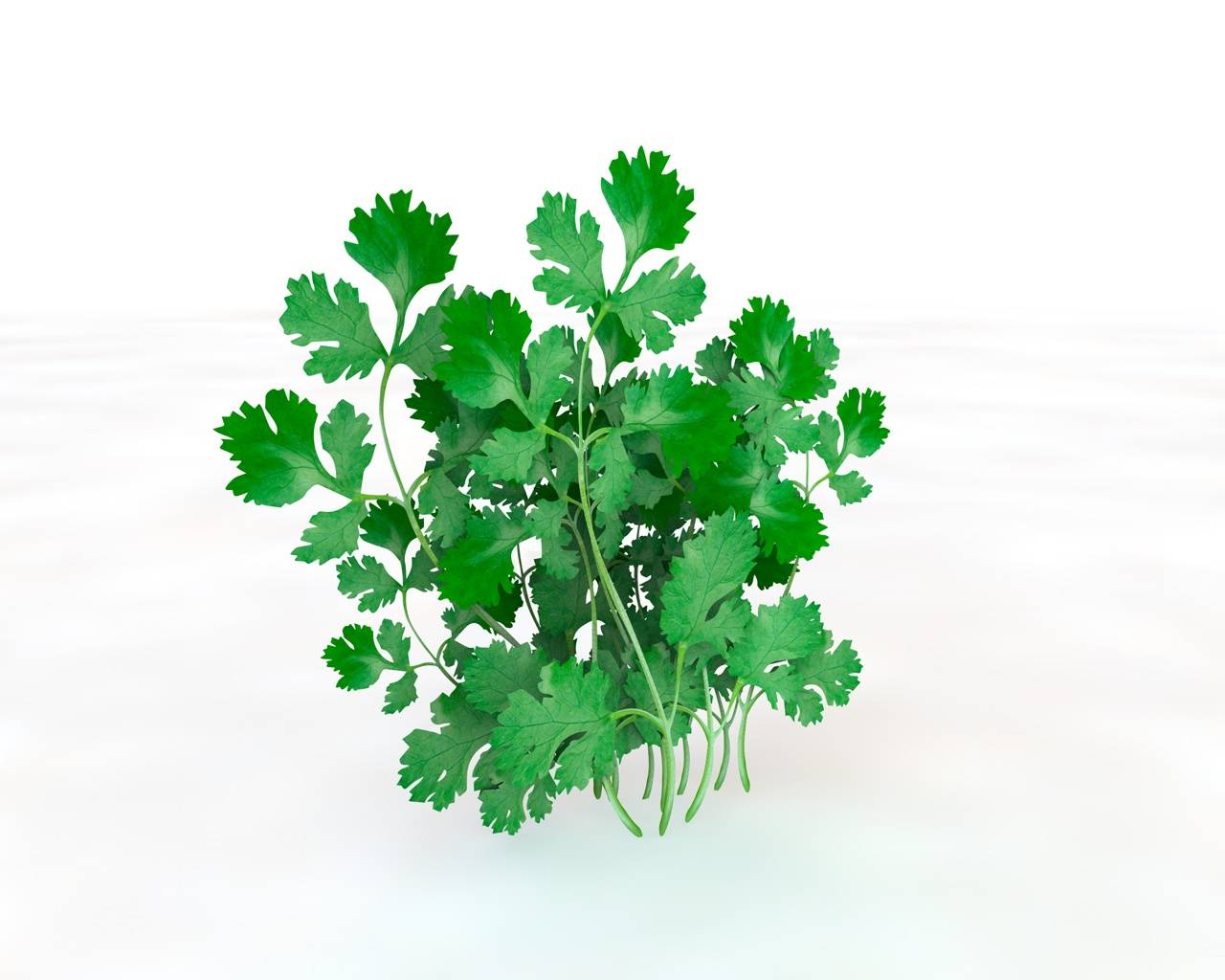 Coriander 3D Model