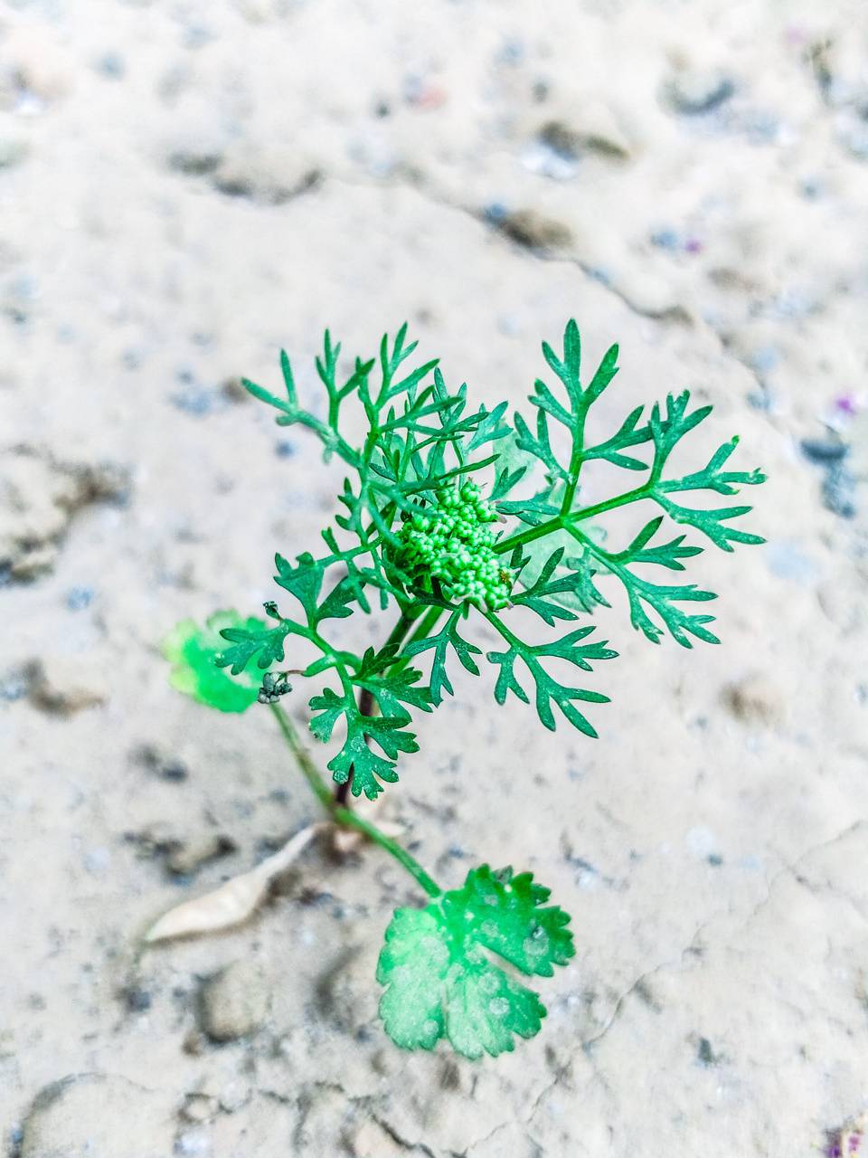 Coriander Wallpapers - Wallpaper Cave