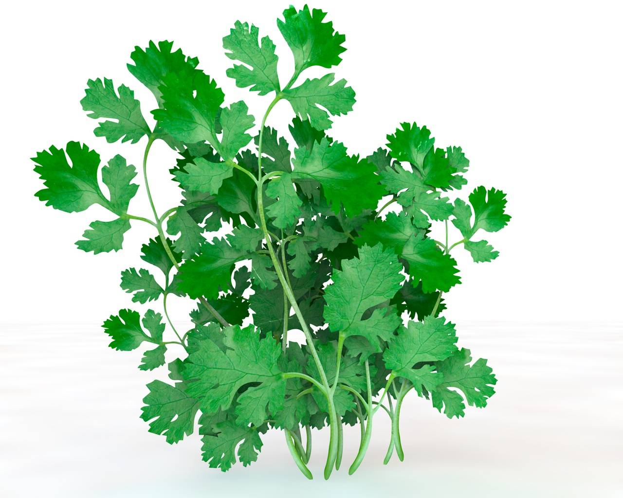 Coriander Photos, Download The BEST Free Coriander Stock Photos & HD Images