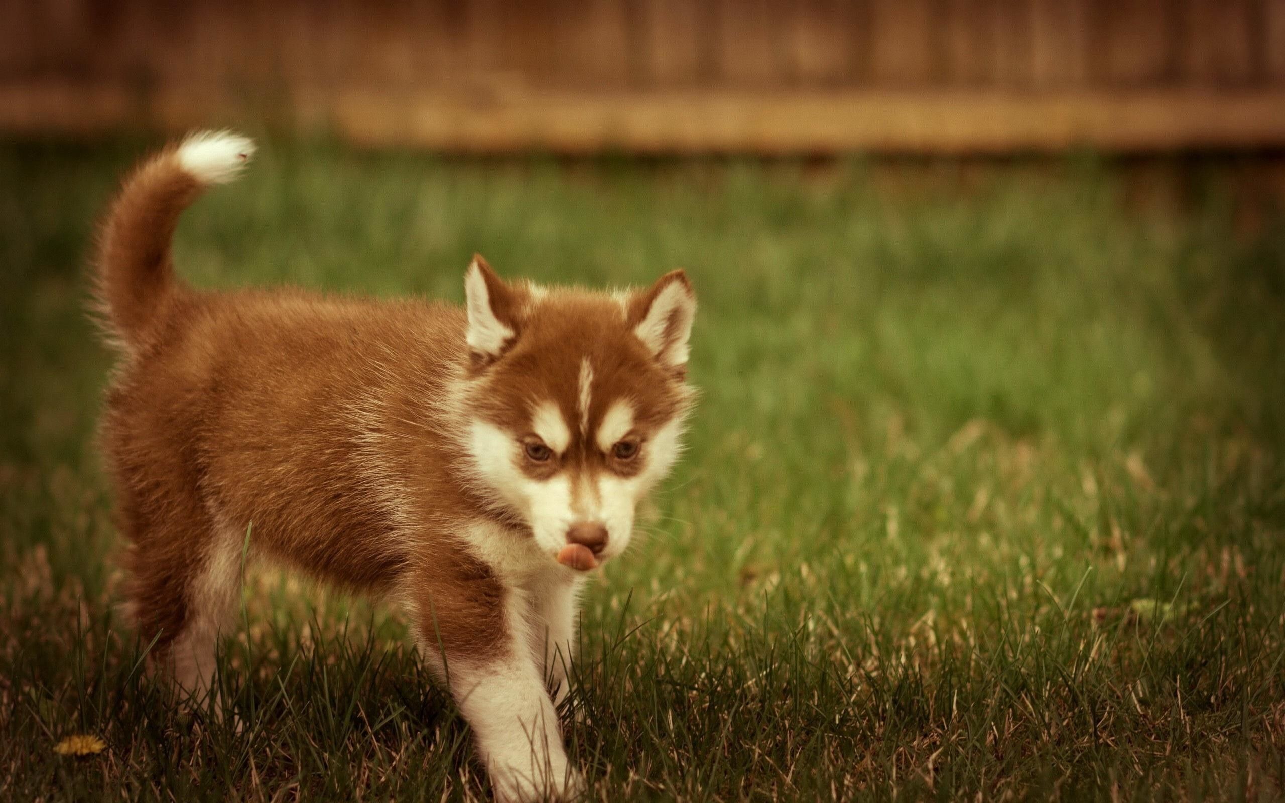 brown husky wallpaper hd