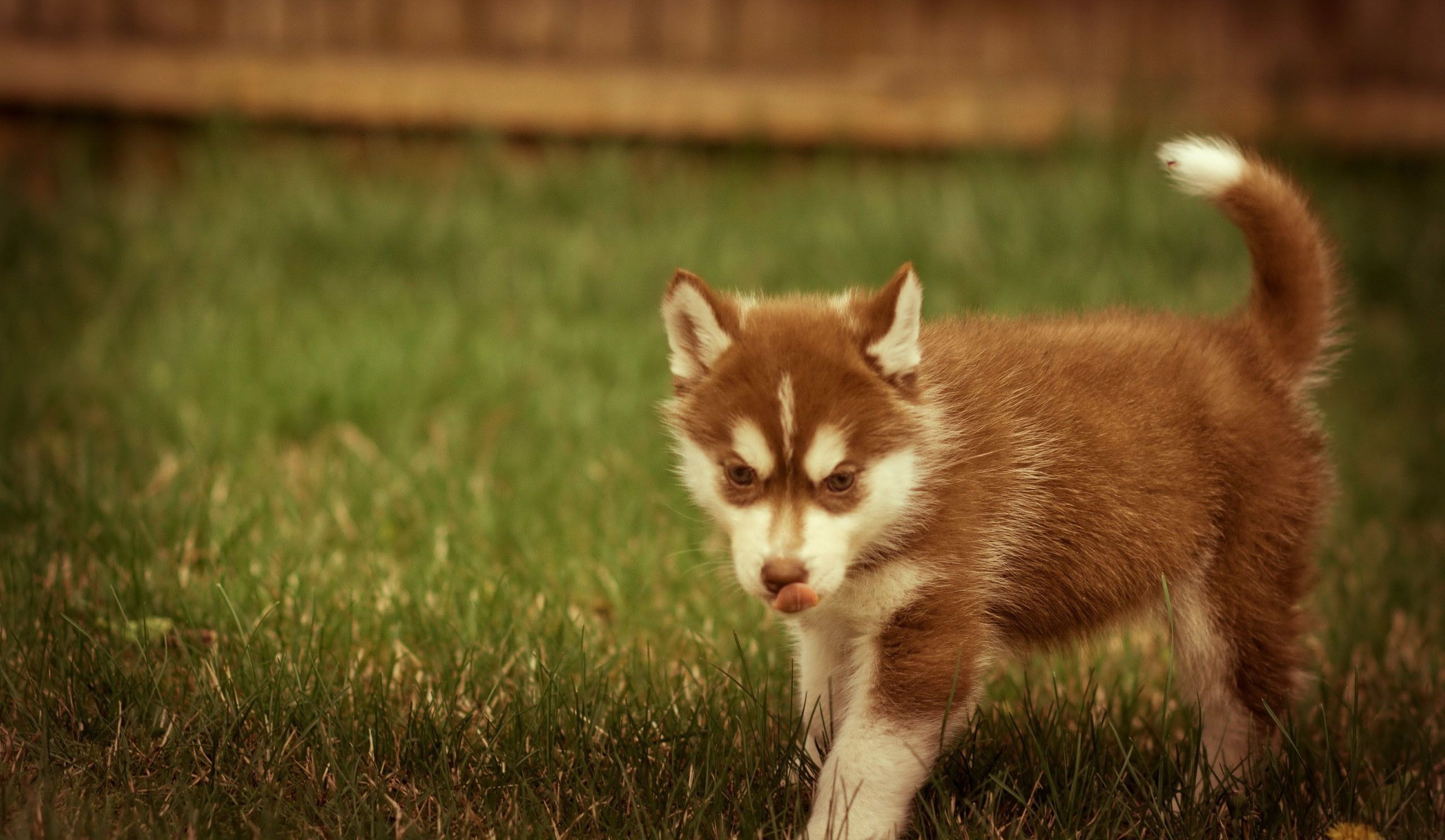 Baby Huskies
