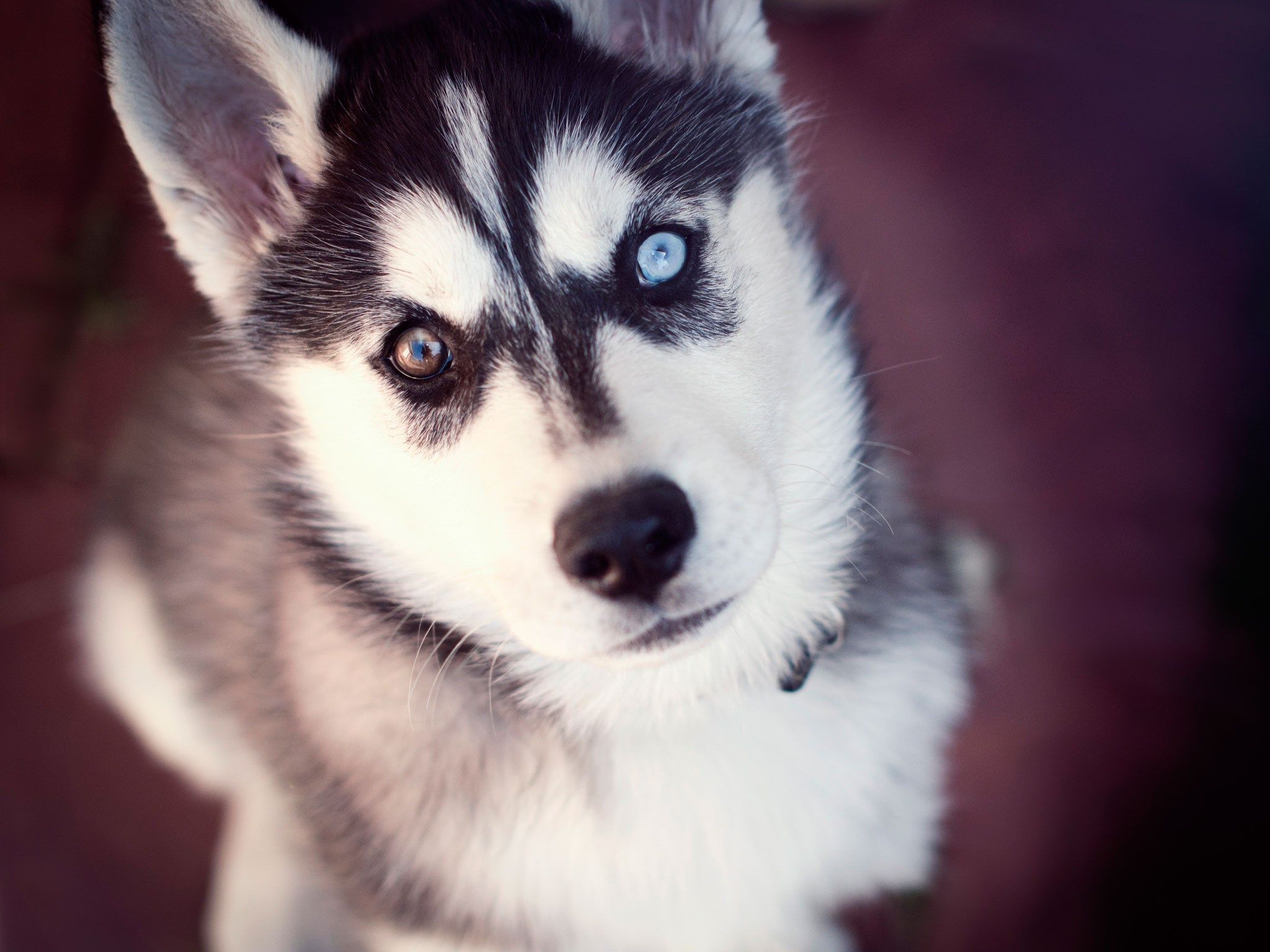 husky wallpaper desktop background. Cute husky puppies, Husky with blue eyes, Husky puppy