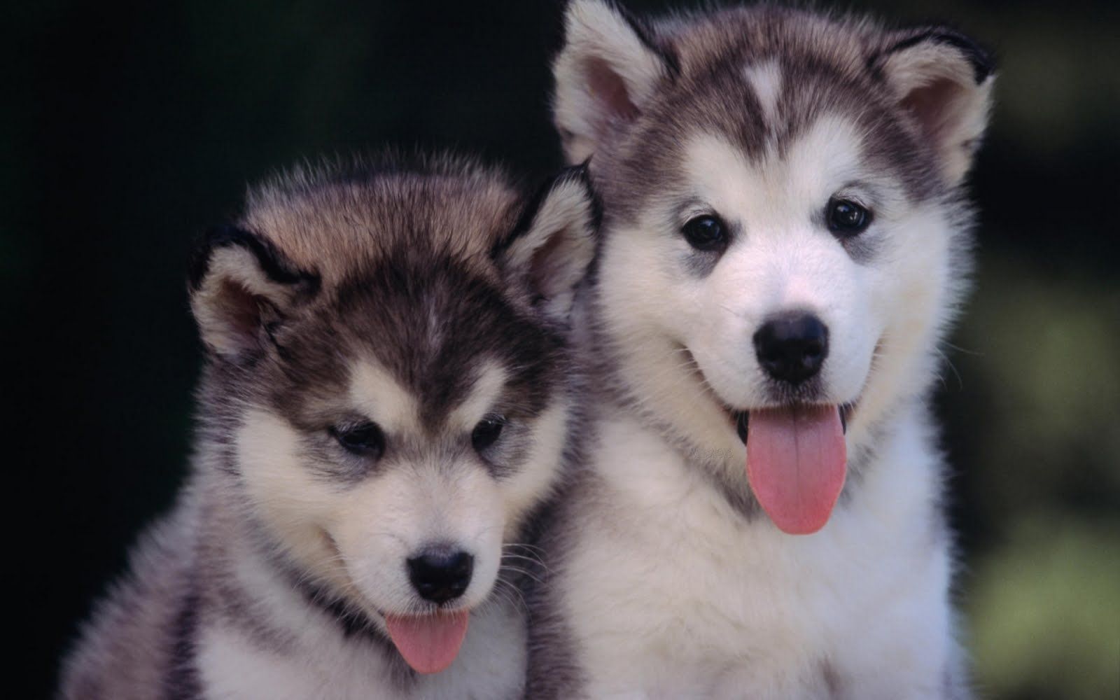 The Different Types of Siberian Huskies. Cute husky puppies, Malamute puppies, Siberian husky puppies