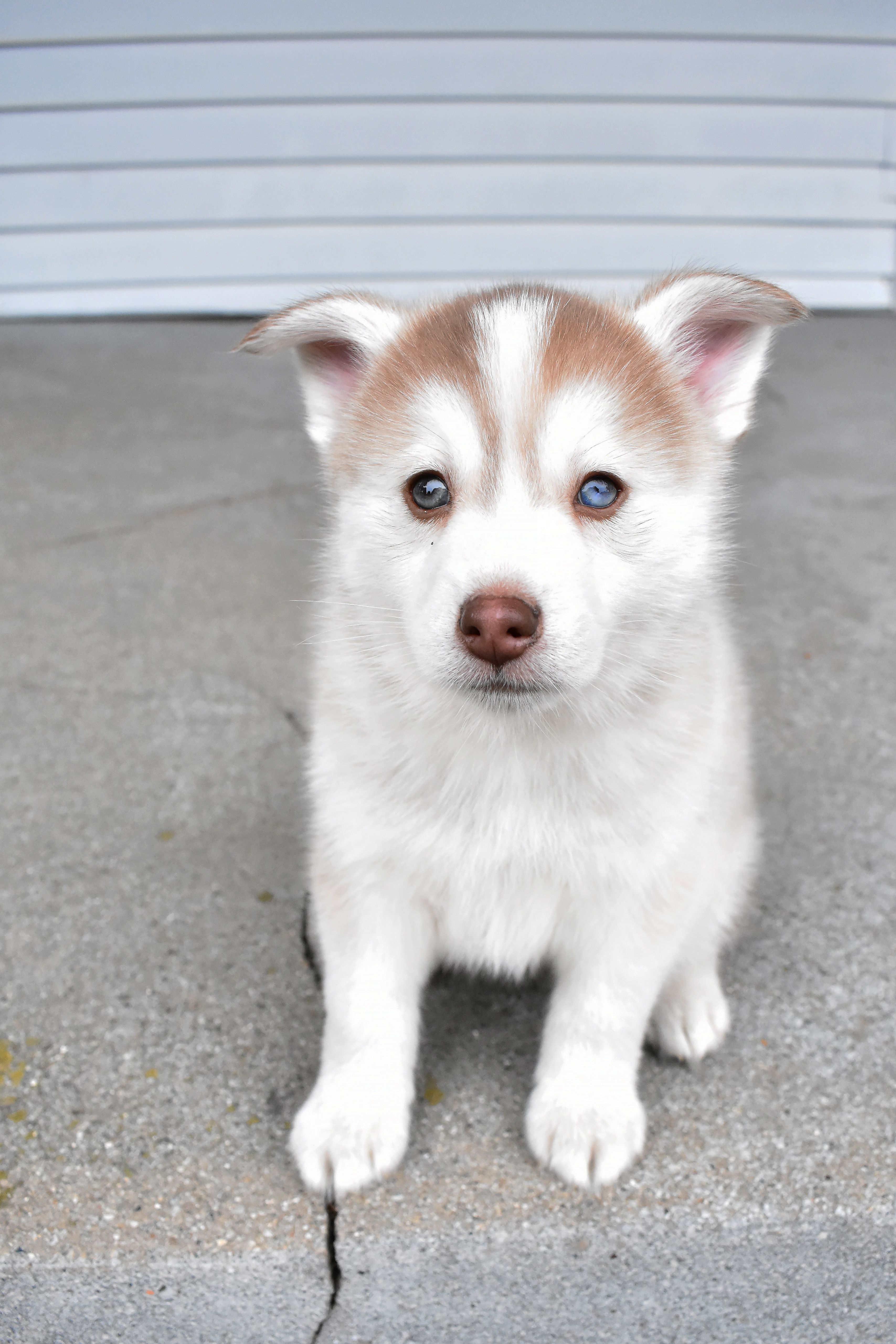 White and Brown Siberian Husky Puppy · Free