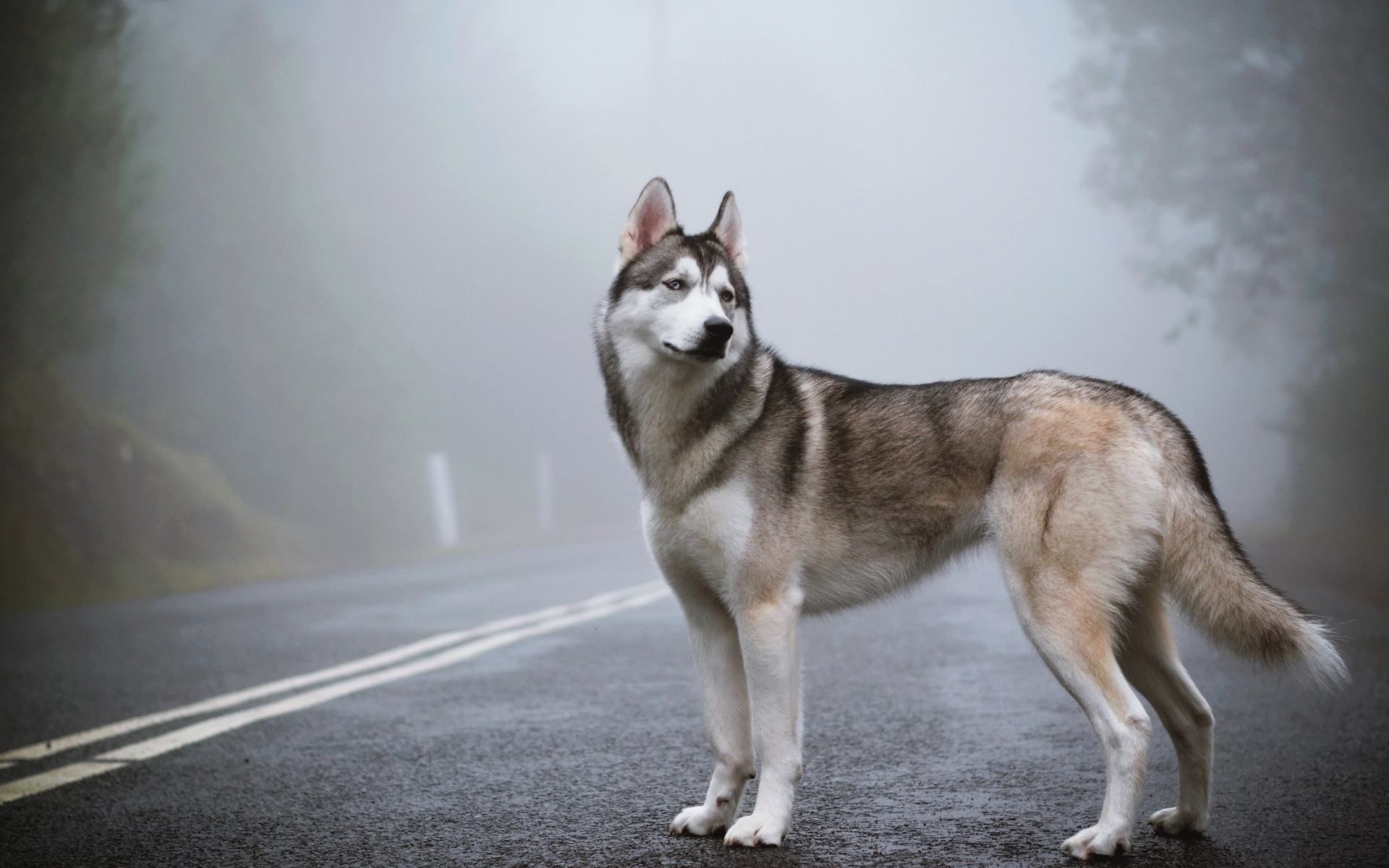 Siberian Husky Wallpaper Free