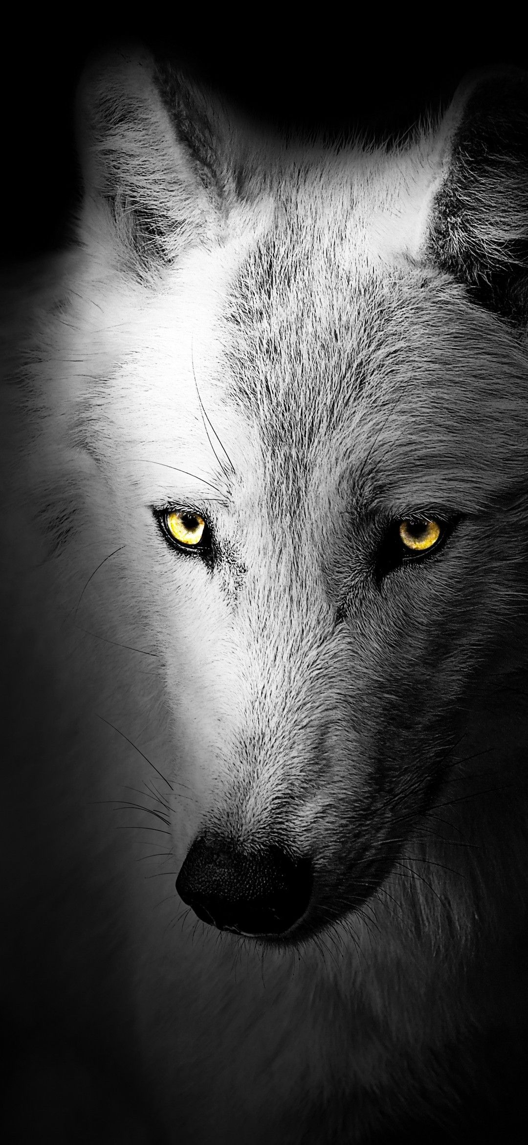 Wolf 4K Wallpaper, Black background, Wild, 5K, Animals