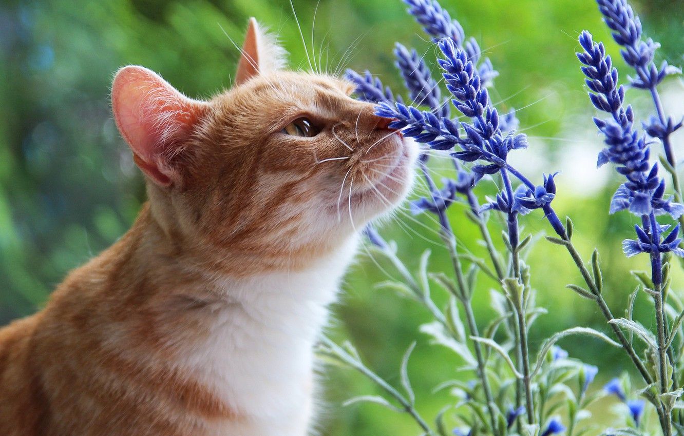 Wallpaper cat, summer, cat, look, face, flowers, nature, green, background, red, the smell, aroma, lavender, sniffing image for desktop, section кошки