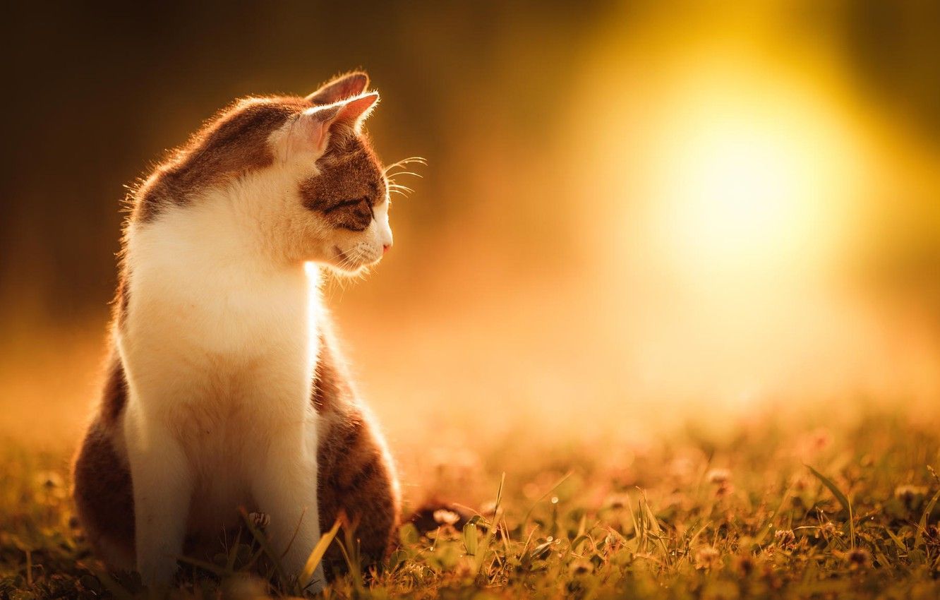 Wallpaper cat, summer, grass, cat, the sun, nature image for desktop, section кошки