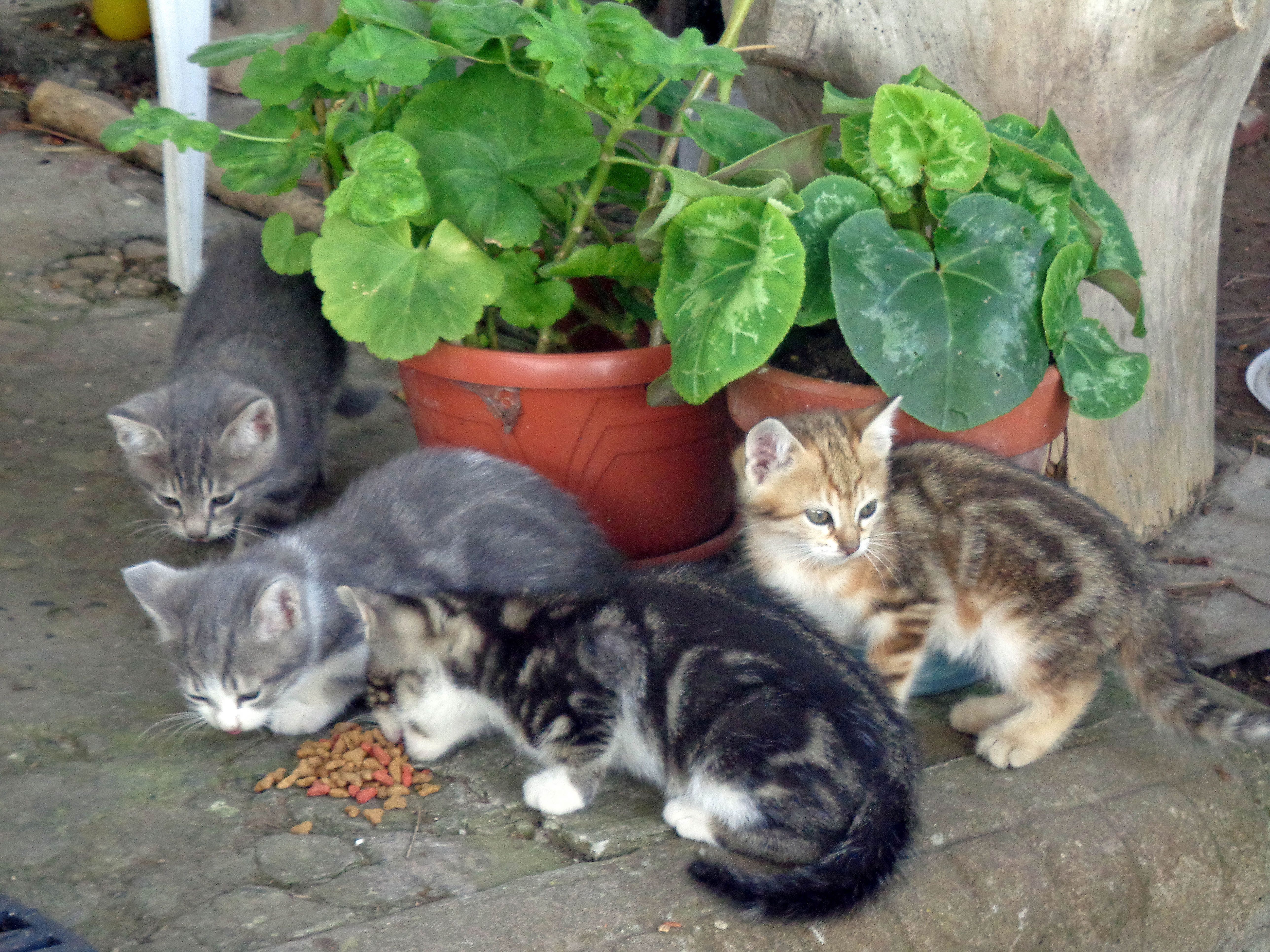 Wallpaper, summer, Italy, kittens, poker, Tuscany, biscuits, Curiosity, populonia, piombino, baratti 5152x3864