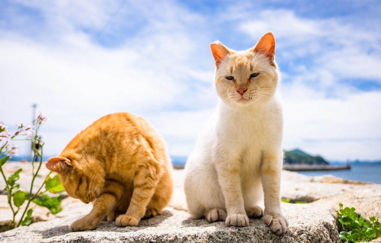Wallpaper summer, background, cats image for desktop, section кошки