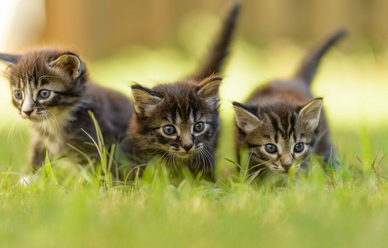 Wallpaper greens, summer, grass, blur, kittens, grey, three image for desktop, section кошки