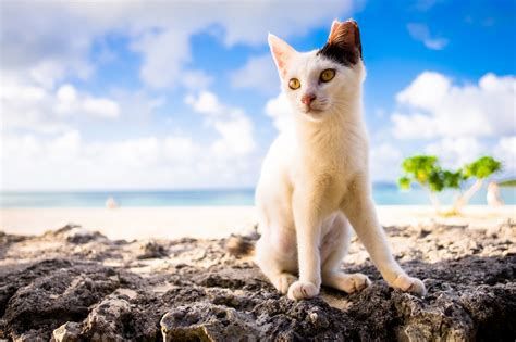 Summer Cute Cat Wallpaper