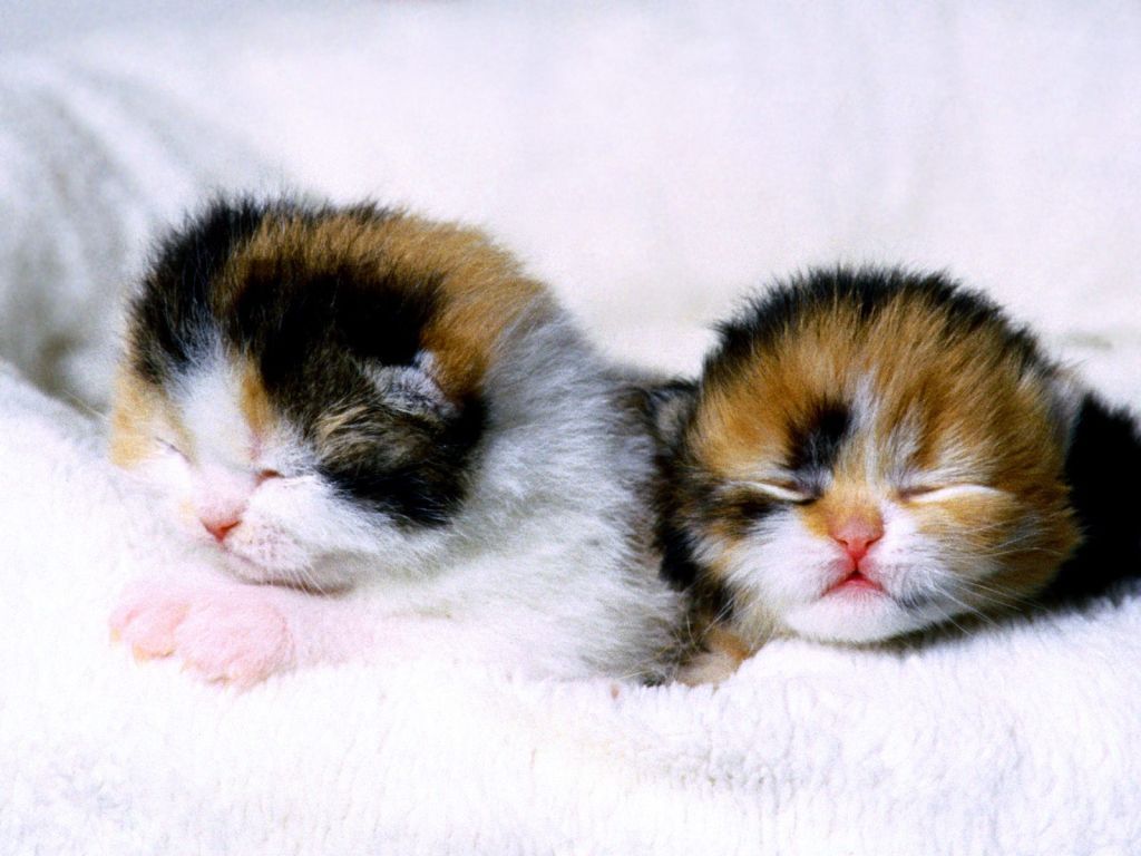 Cute kitten sleep wallpaperx768