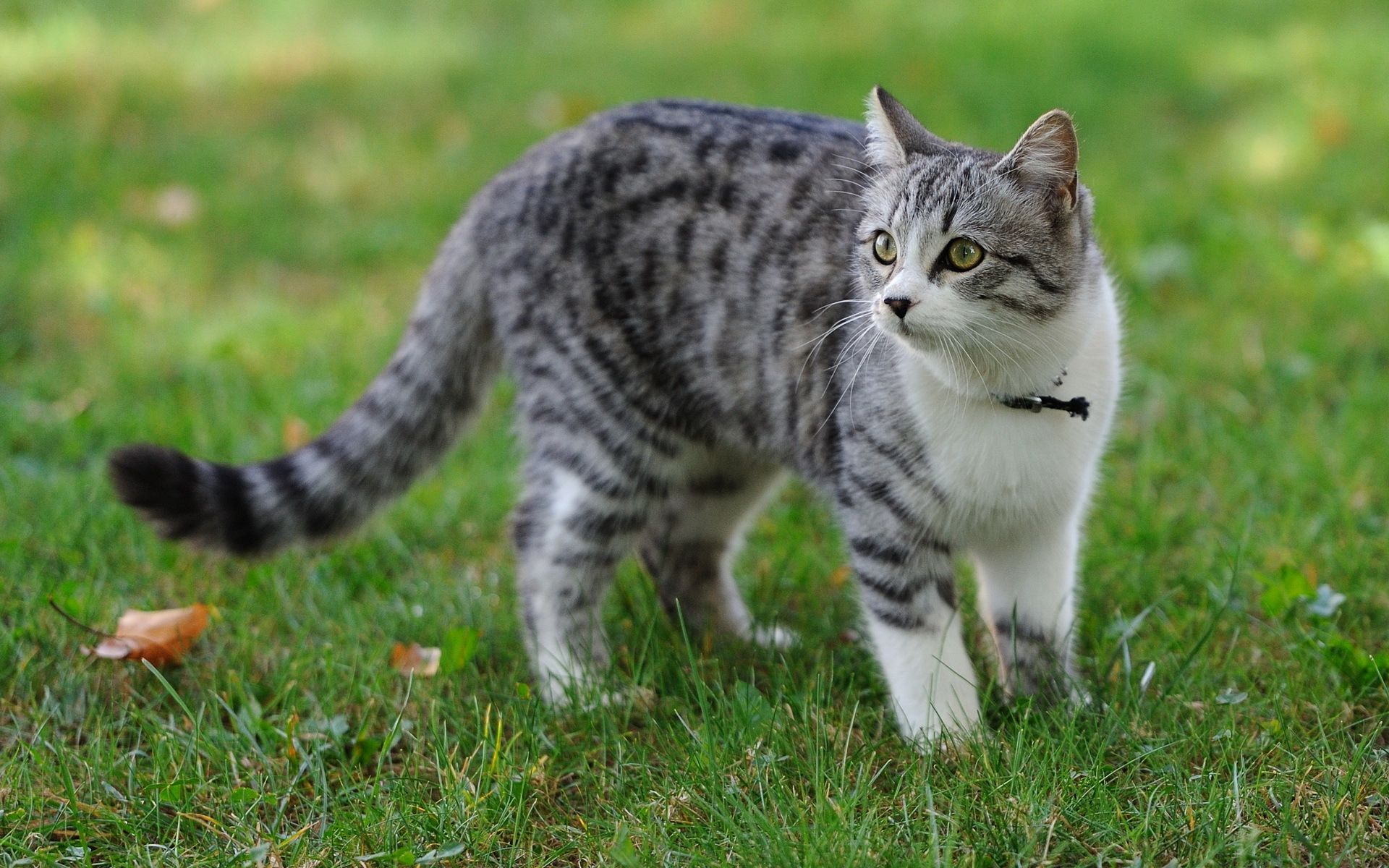 Summer Cat Wallpaper Image