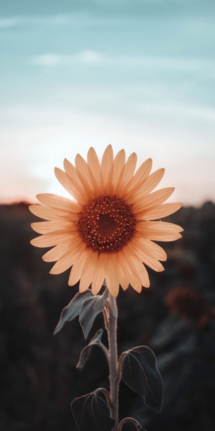 Stunning Image. Sunflower wallpaper, Tumblr wallpaper, Nature wallpaper
