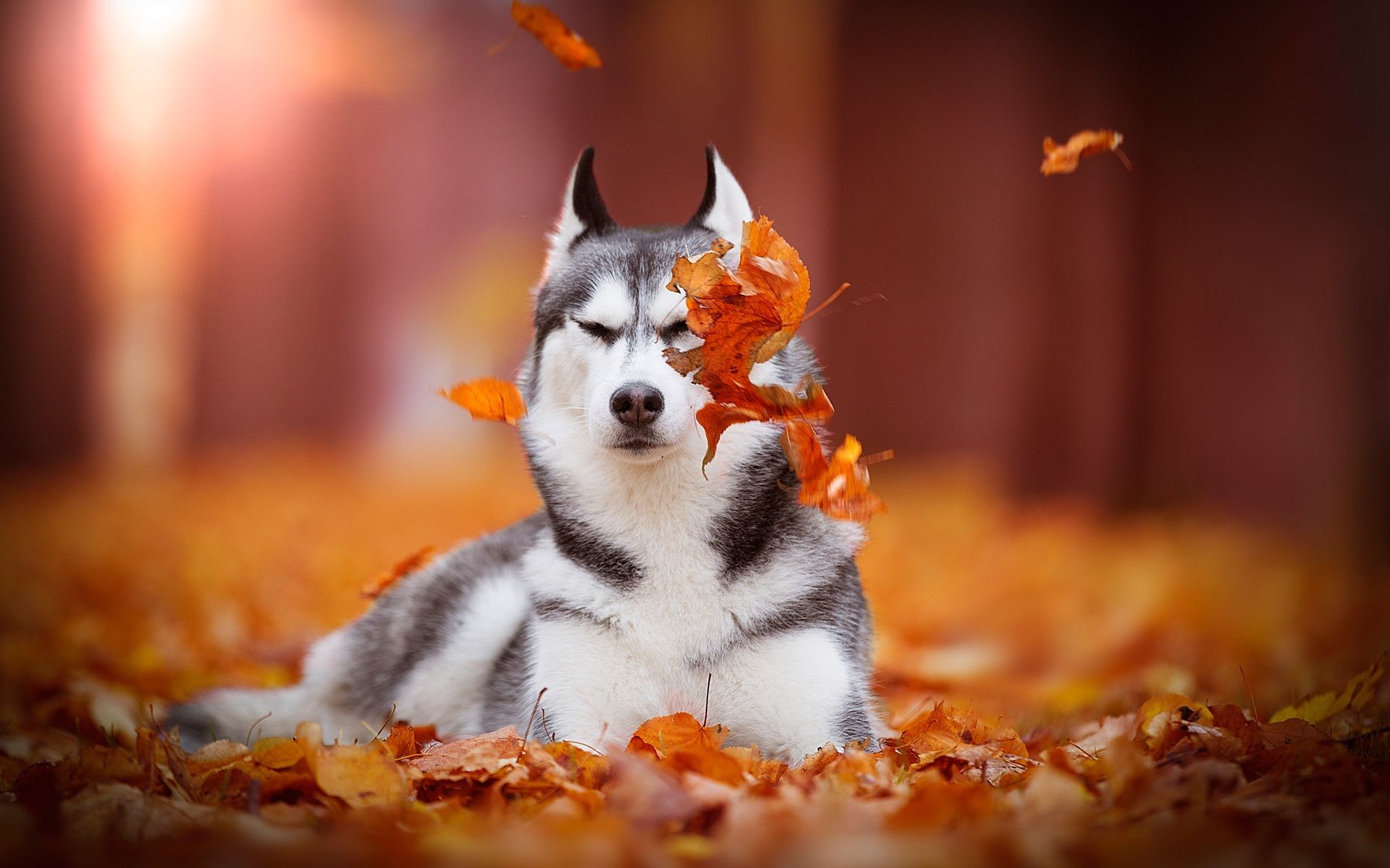 Wallpaper Siberian husky, dog, red leaves 1920x1200 HD Picture, Image